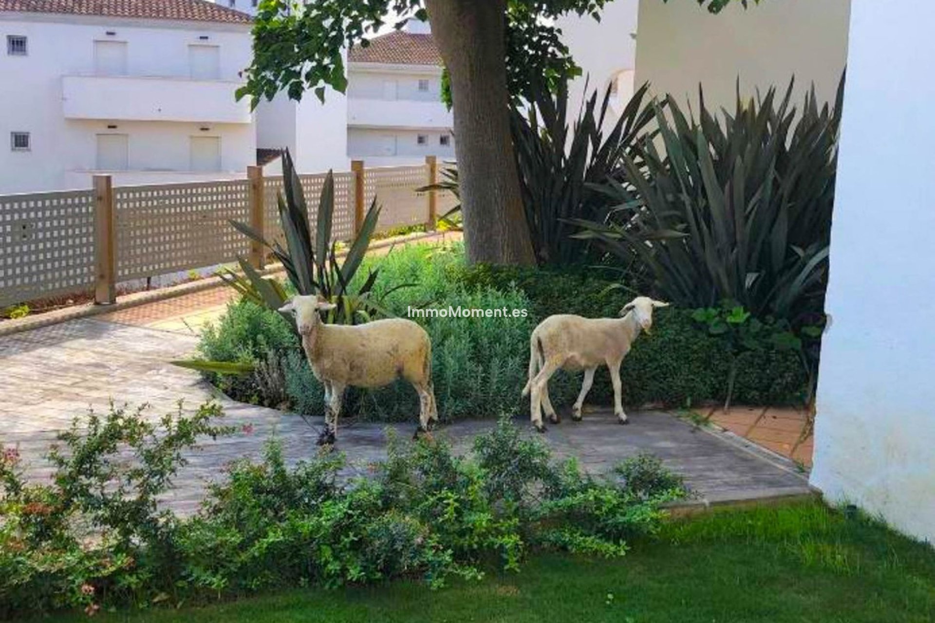 Bestaande woning - Appartement - Manilva - La Duquesa