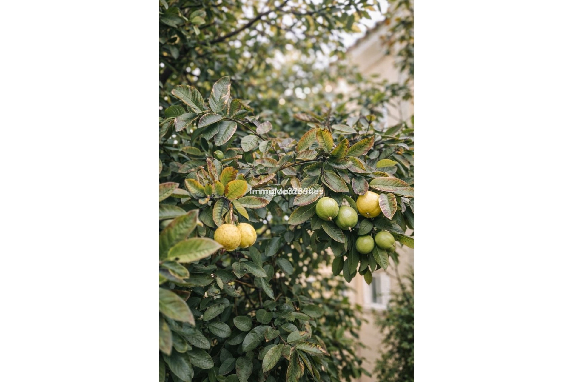 Bestaande woning - Appartement - Marbella - Puerto Banús