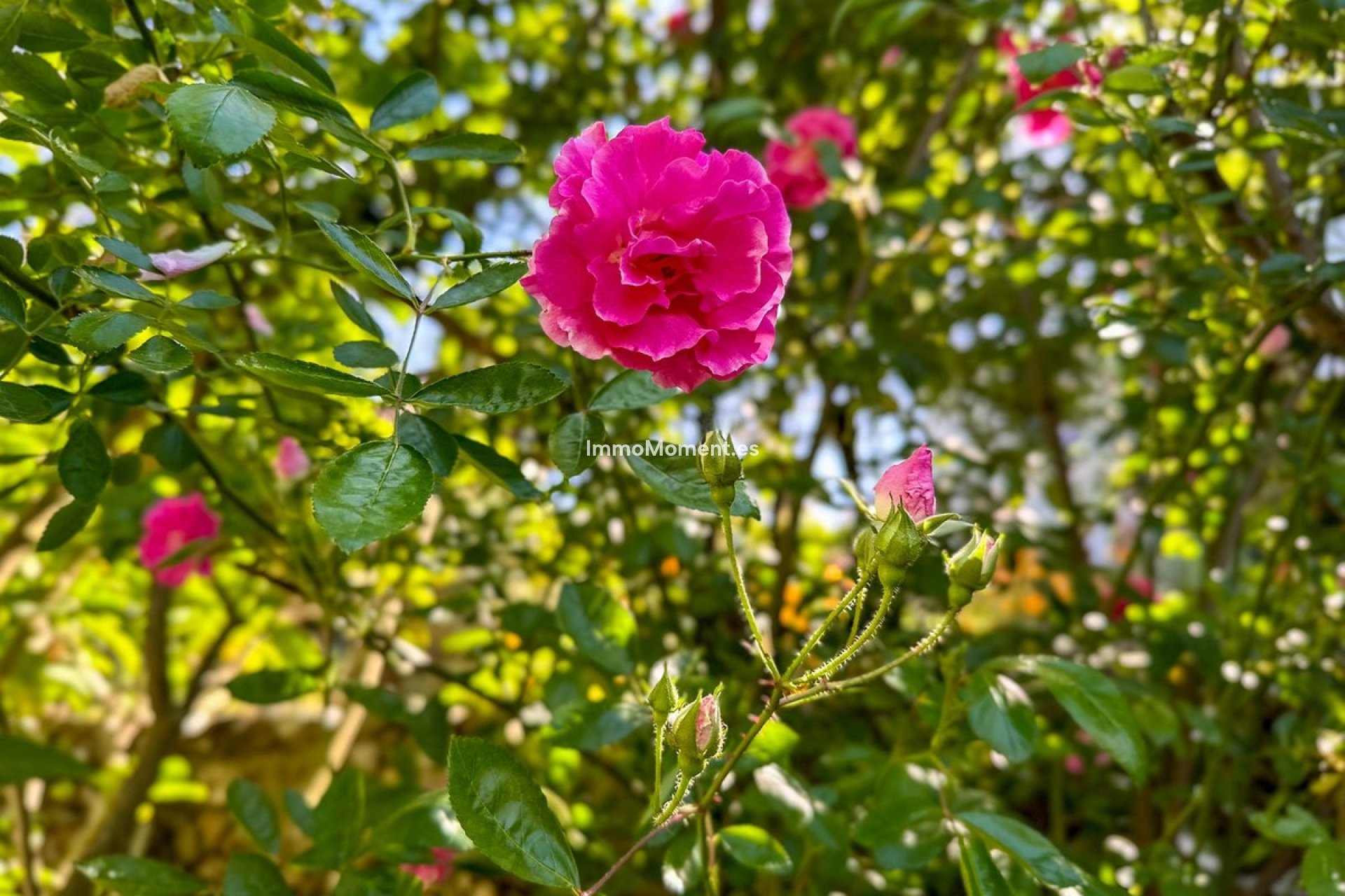 Bestaande woning - Landhuis - Binnenland  - Alhaurín el Grande Centro