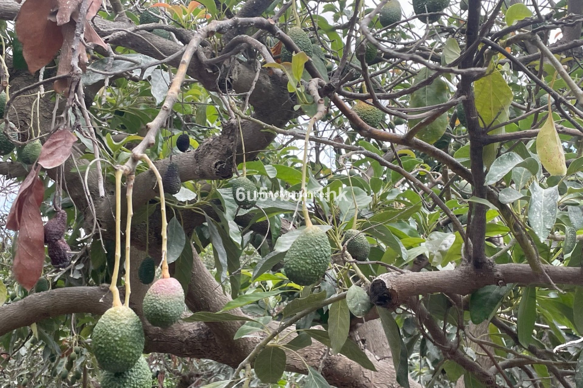 Bestaande woning - Landhuis - Binnenland  - Coín
