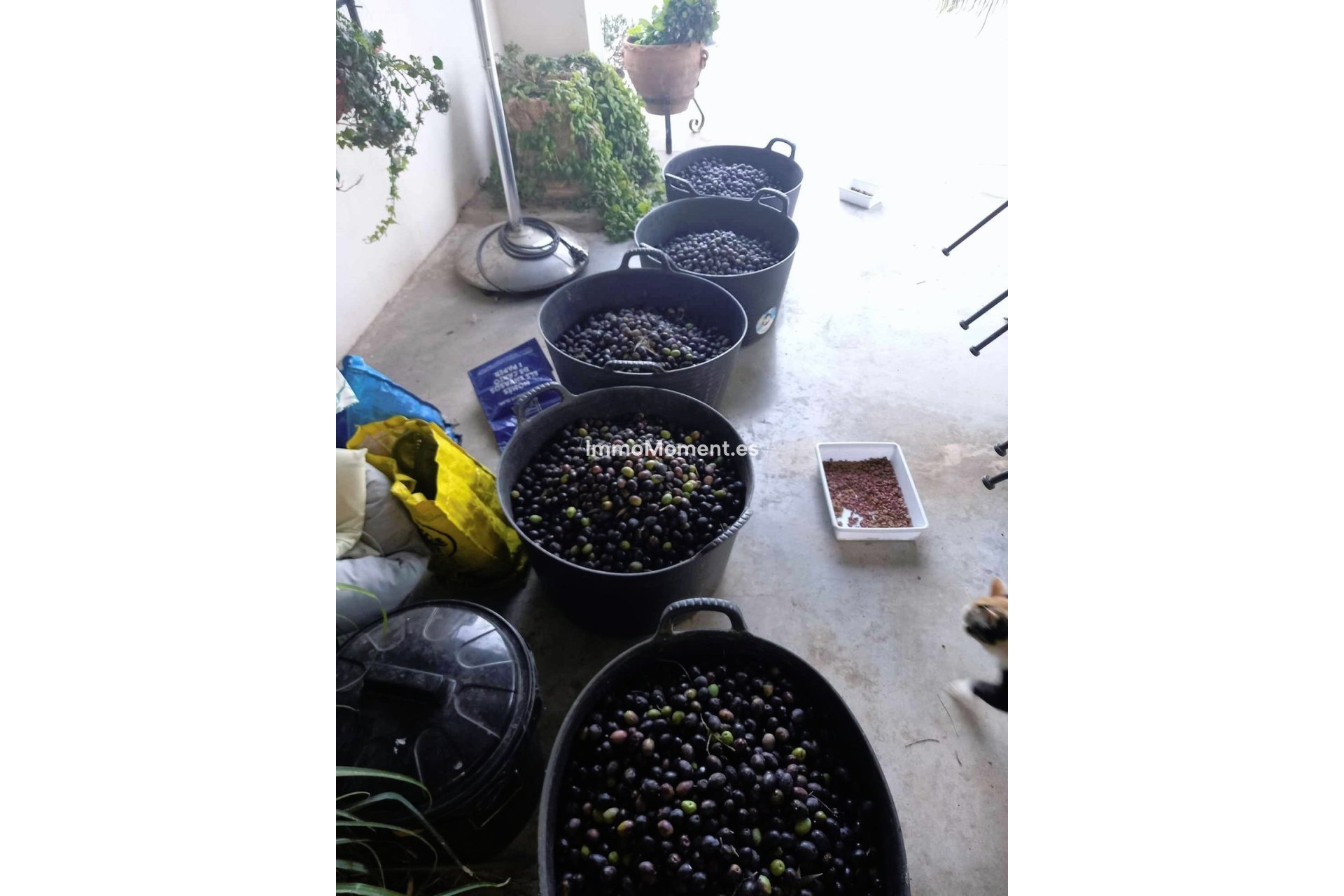 Bestaande woning - Landhuis - Dolores - Dolores Centro