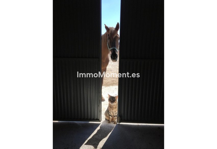 Bestaande woning - Landhuis - Jumilla - Torre Del Rico