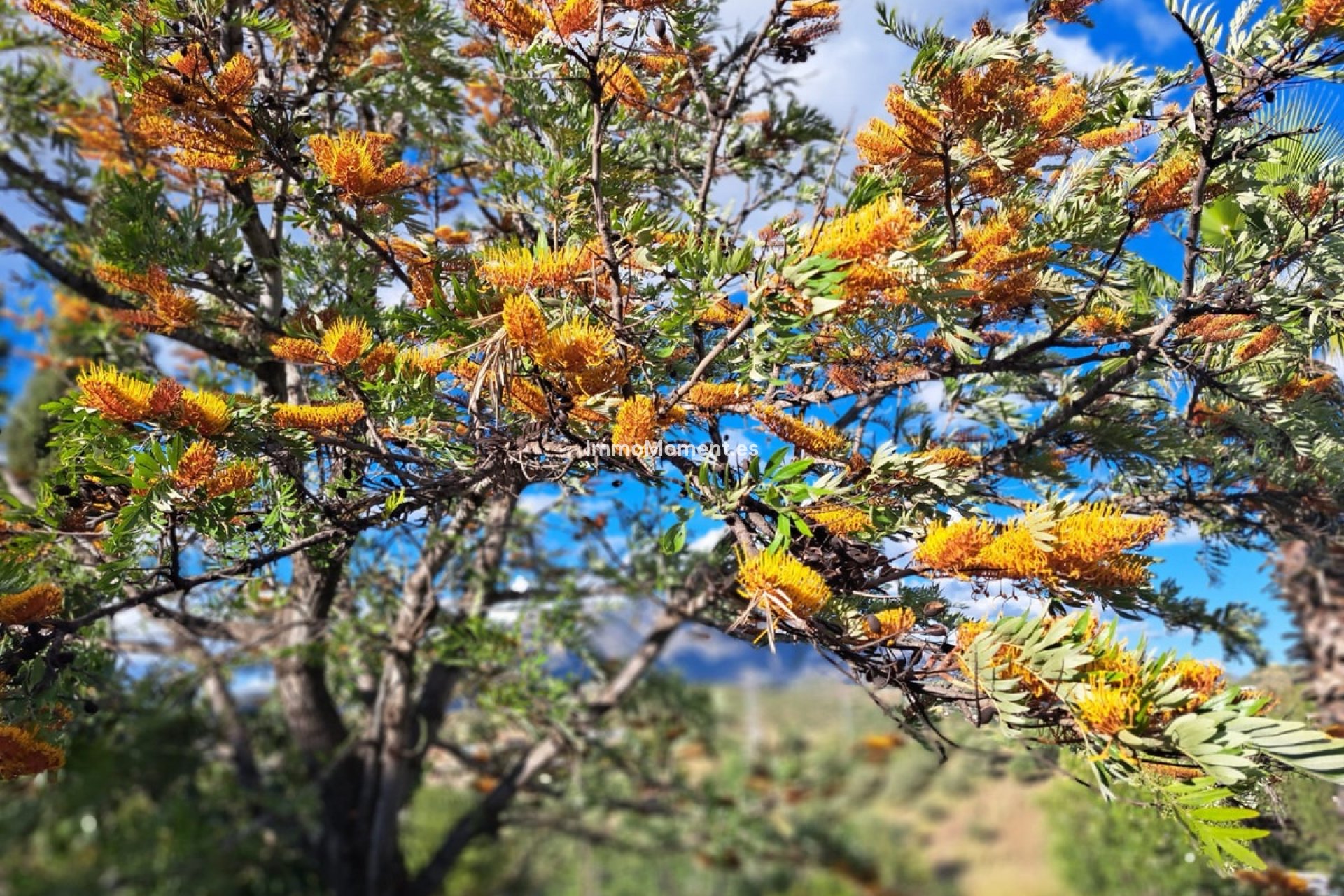 Bestaande woning - Landhuis - Mijas - La Cala de Mijas