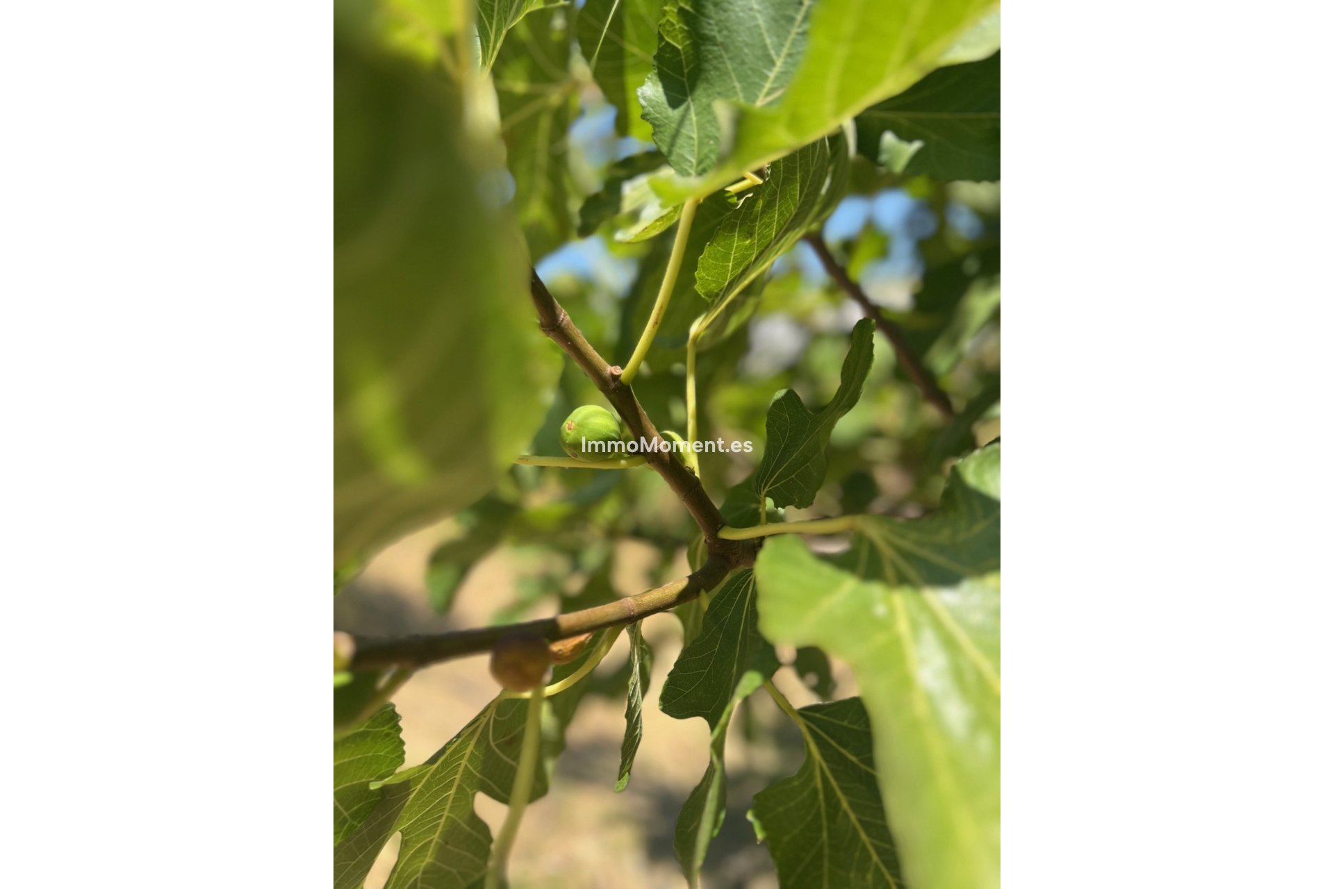 Bestaande woning - Villa - Estepona  - New Golden Mile