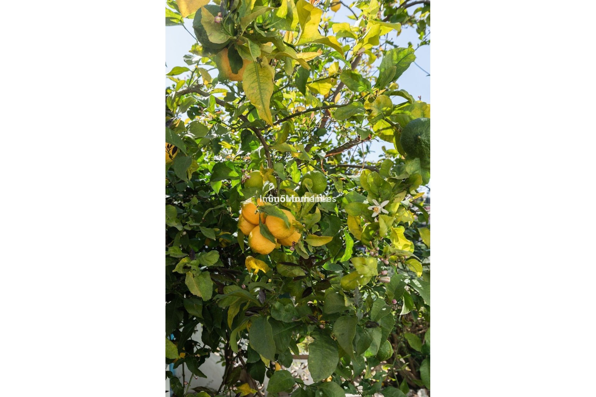 Bestaande woning - Villa - Fuengirola - Torreblanca