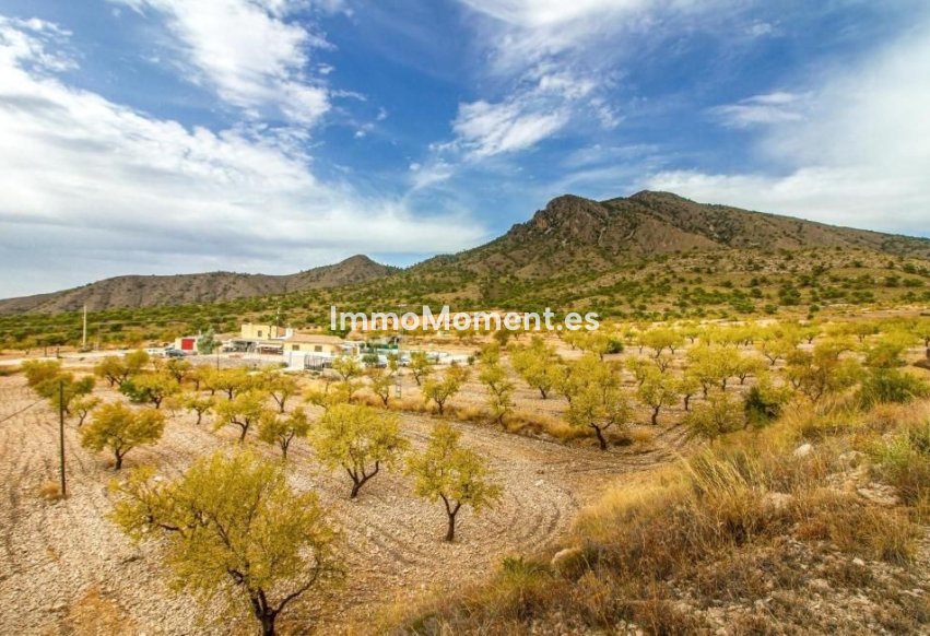 Bestaande woning - Vrijstaande villa - Jumilla - Jumilla Centro