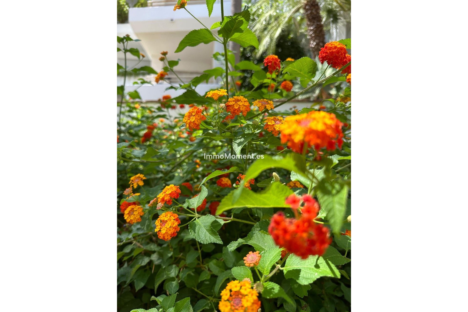 Long Term Rentals - Apartment - Marbella - Guadalmina Baja