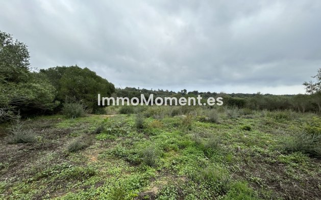 Plot - Resale - Sotogrande - Sotogrande Alto