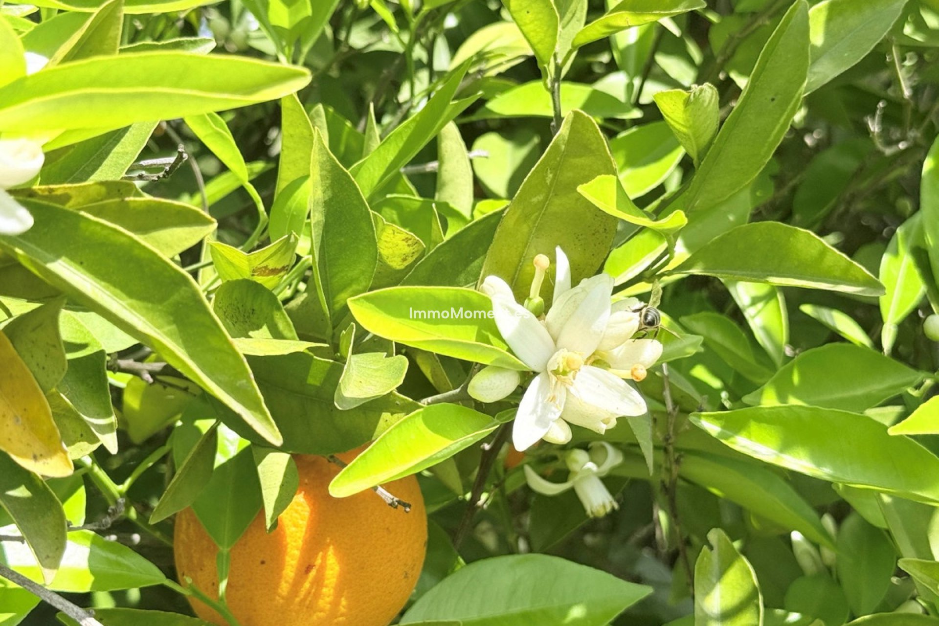 Resale - Apartment - Mijas - Mijas Centro