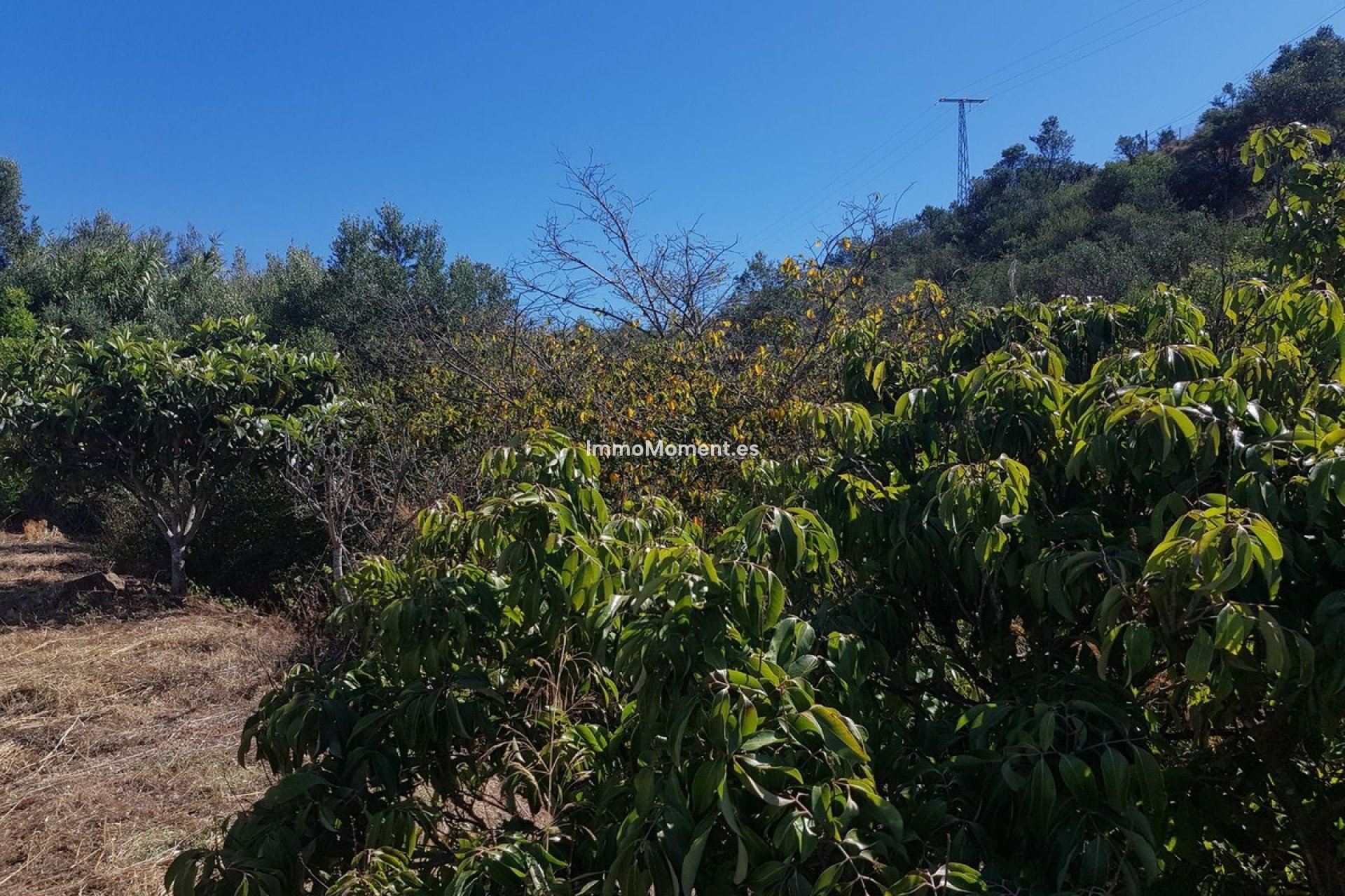 Resale - Country house - Estepona - Estepona Centro