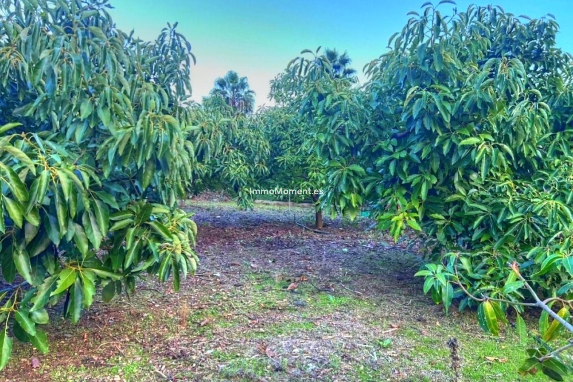 Resale - Country house - Estepona - Estepona Centro