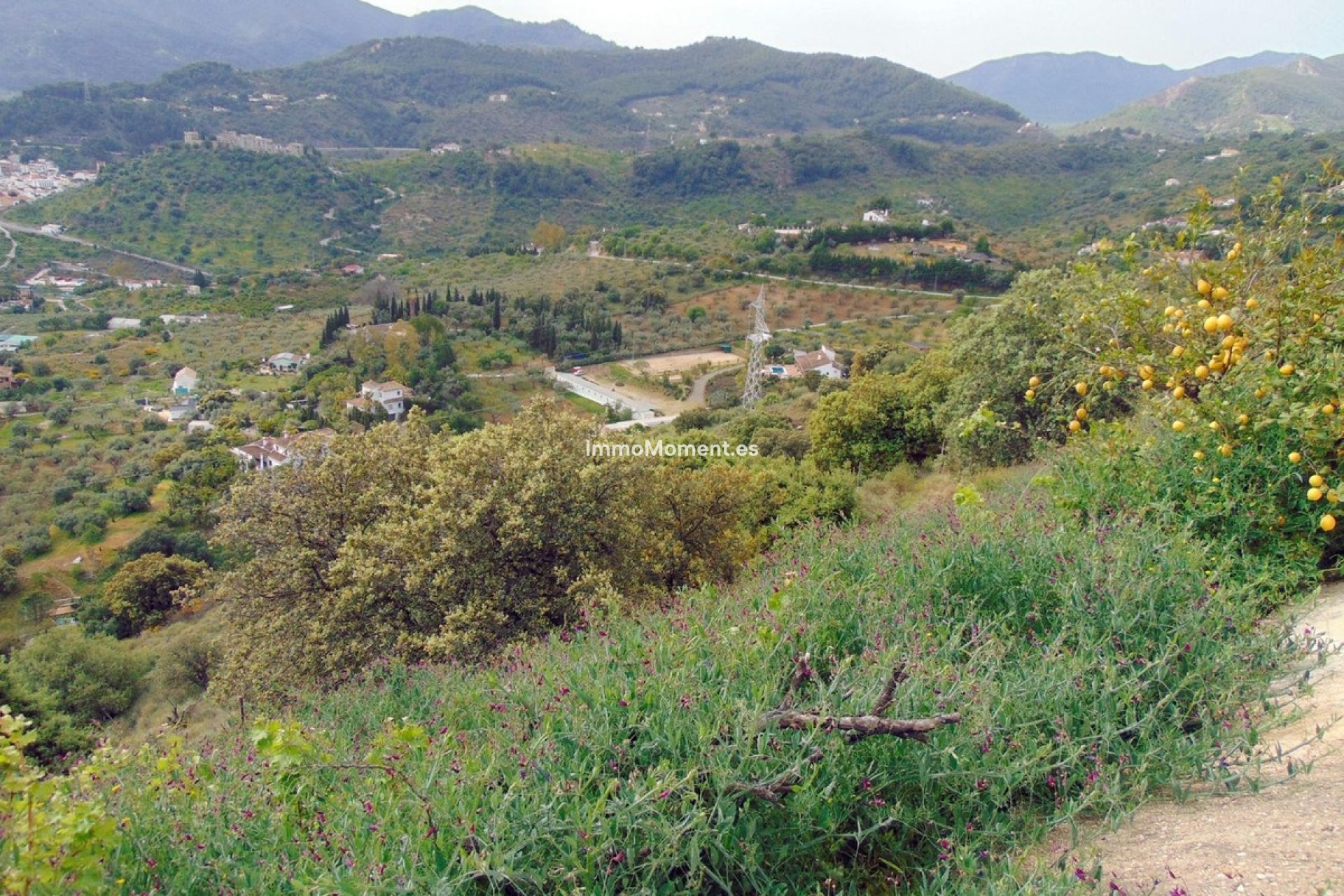 Resale - Country house - Inland  - Monda