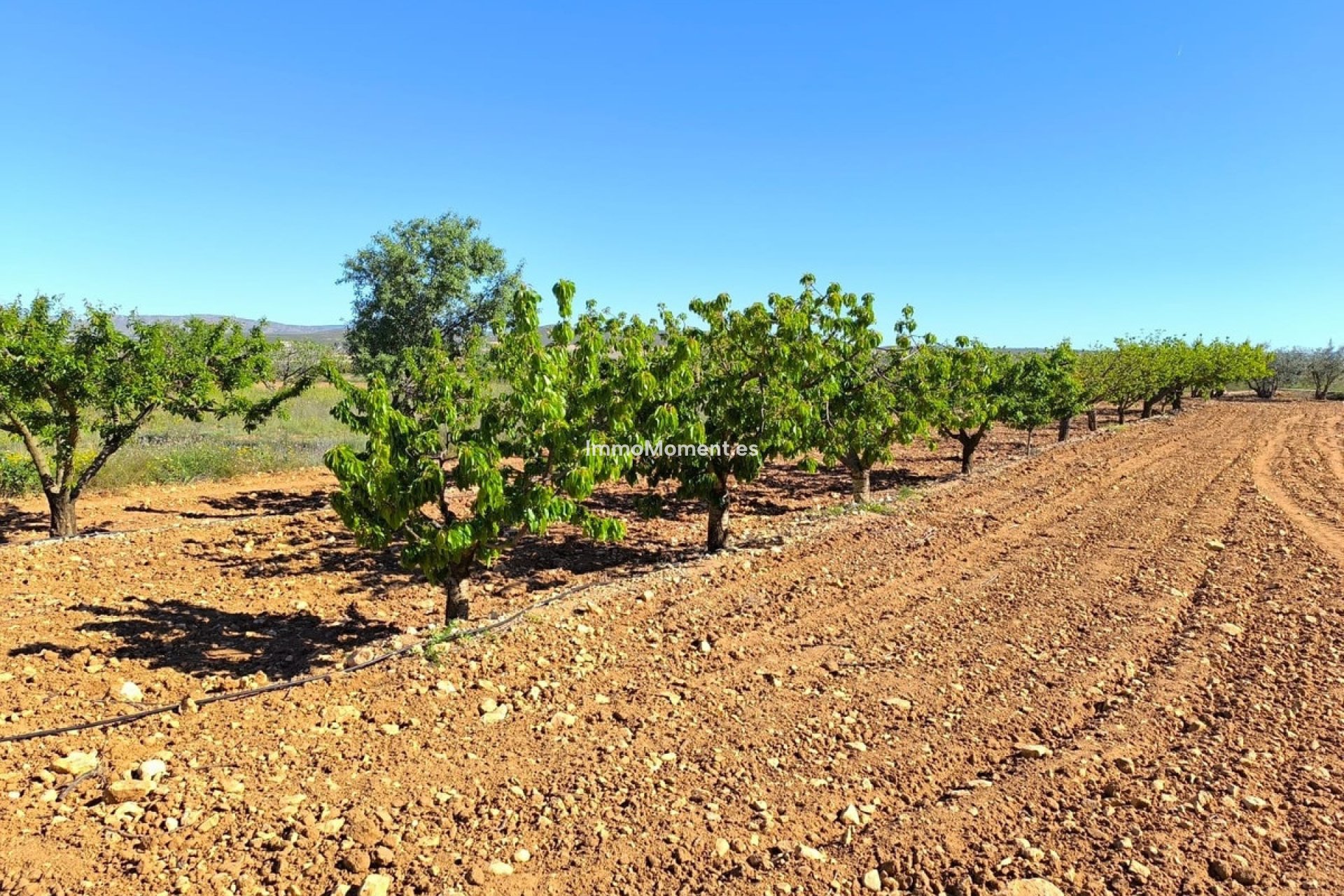 Resale - Country house - Yecla - Yecla Centro