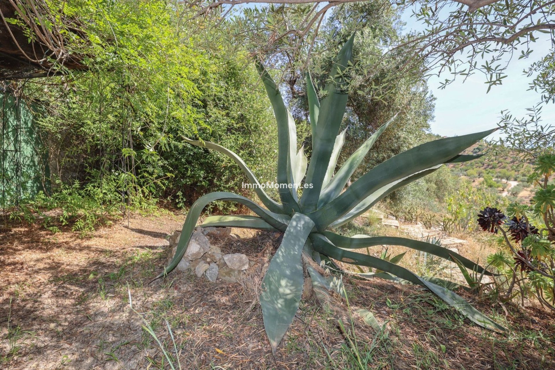 Resale - Detached villa - Inland  - Monda