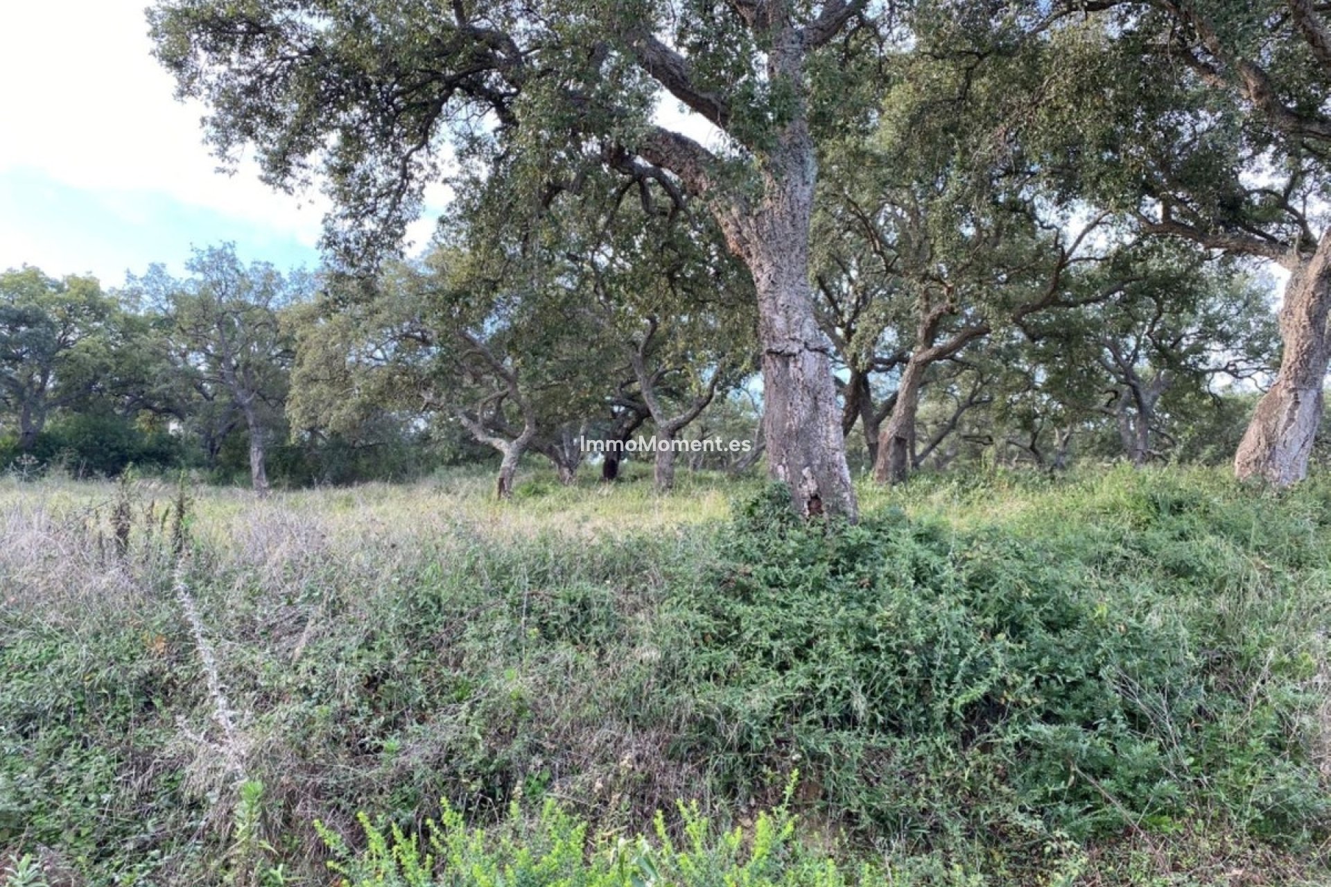 Resale - Plot - Sotogrande - San Roque Club