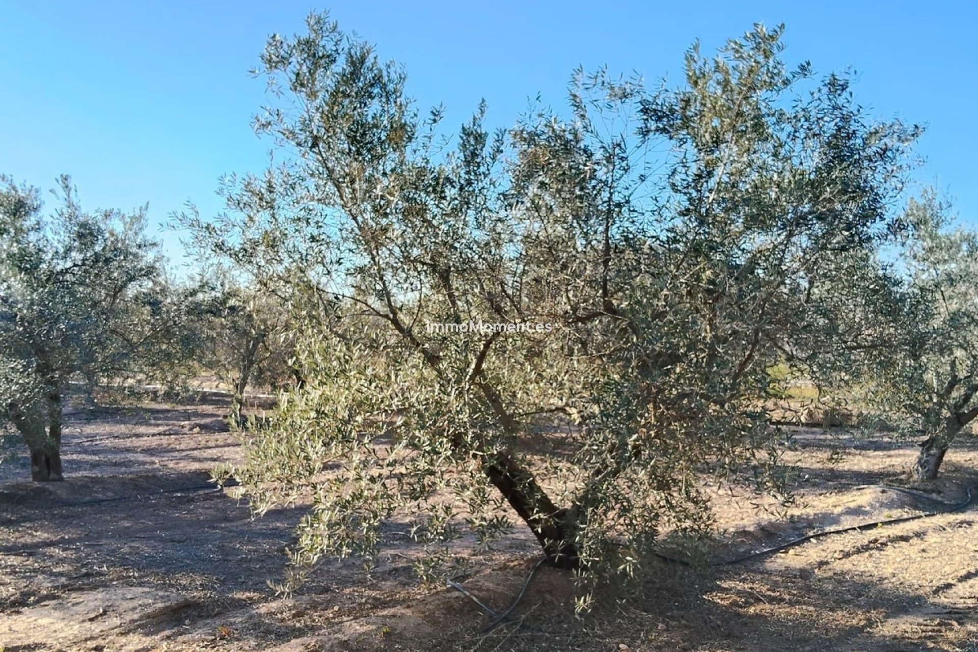 Resale - Villa - Elche - Las Bayas