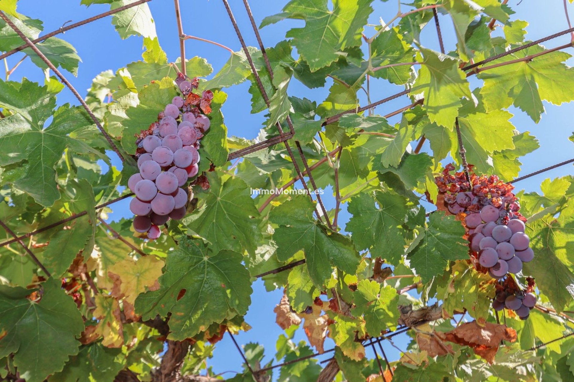 Resale - Villa - Inland  - Guaro