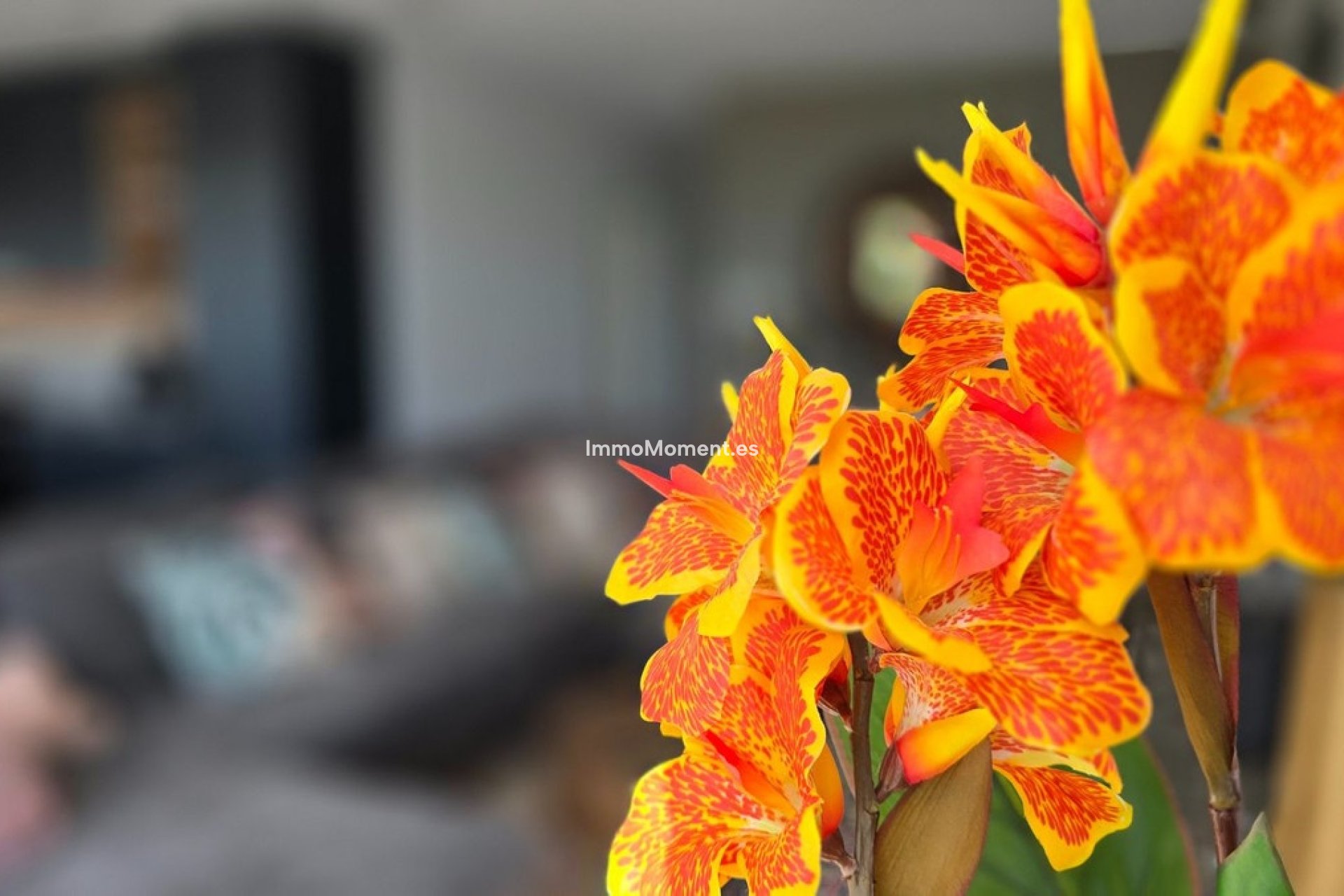 Resale - Villa - Los Montesinos - Los Montesinos Centro