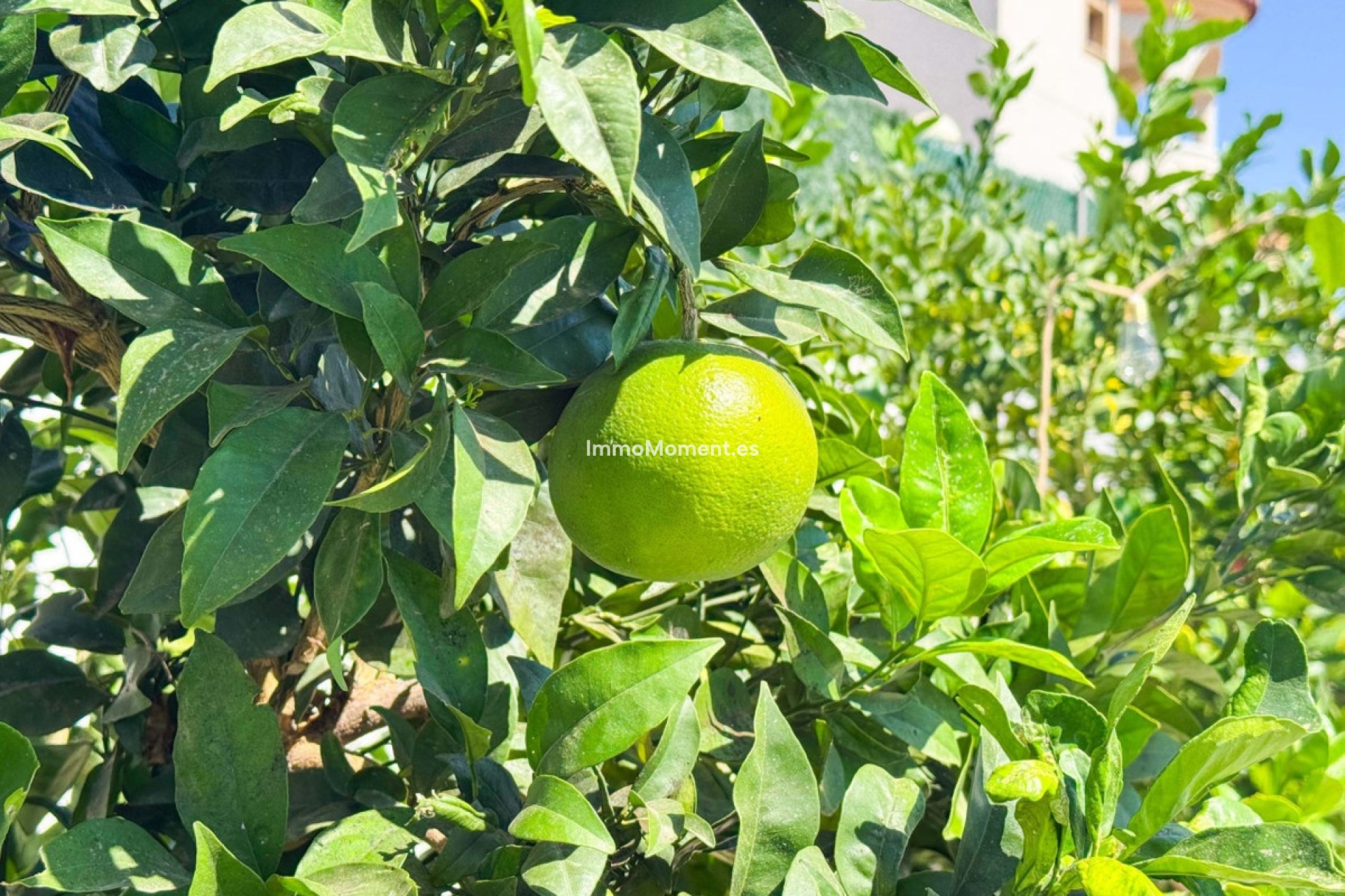 Resale - Villa - San Fulgencio - San Fulgencio Centro