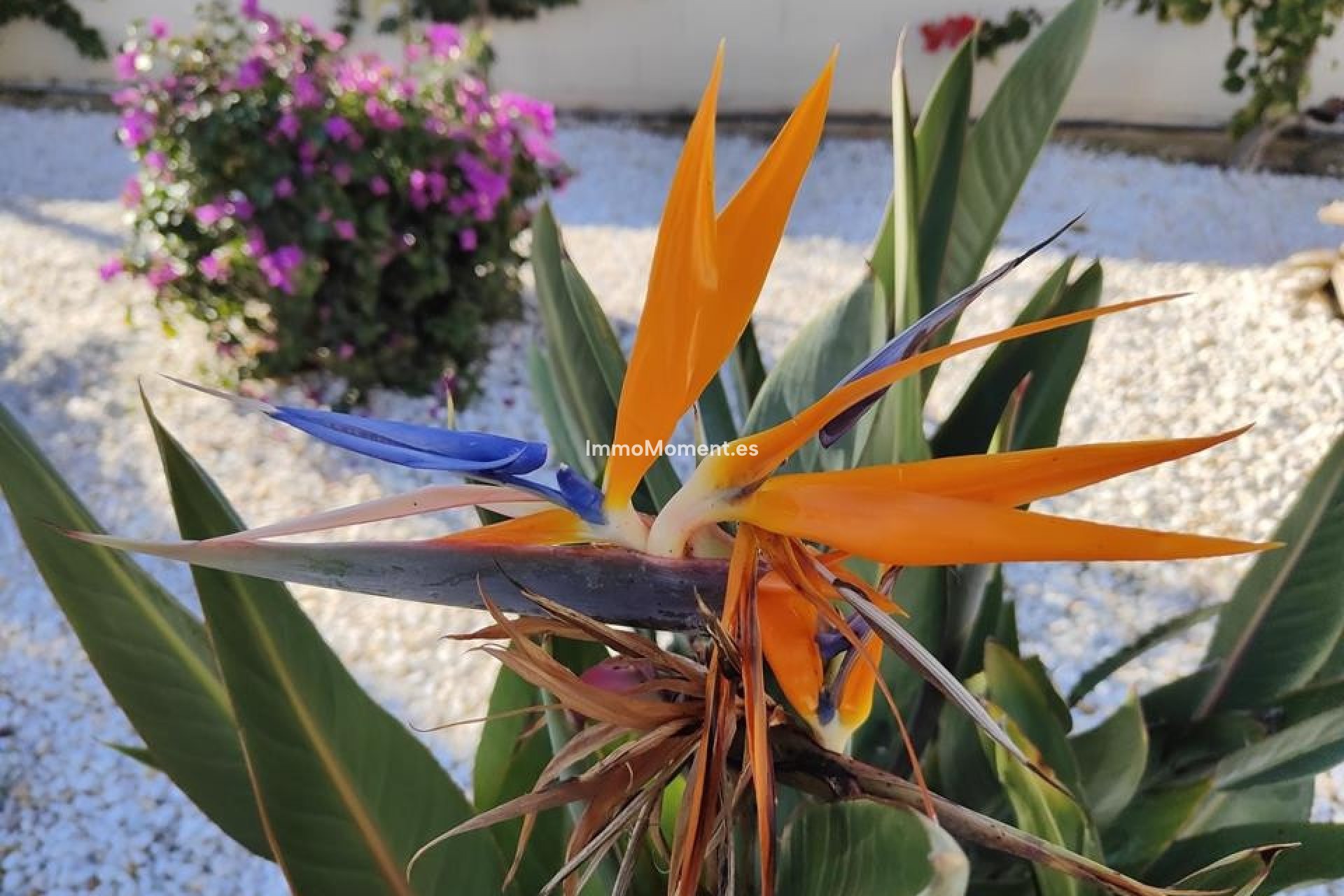 Reventa - Apartamento - Denia - Denia Centro