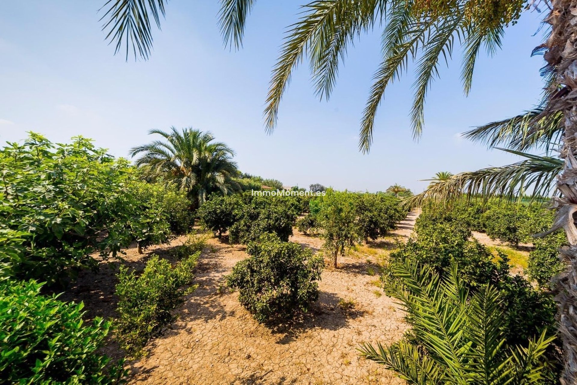 Reventa - Casa de campo - Almoradí - Almoradi Centro