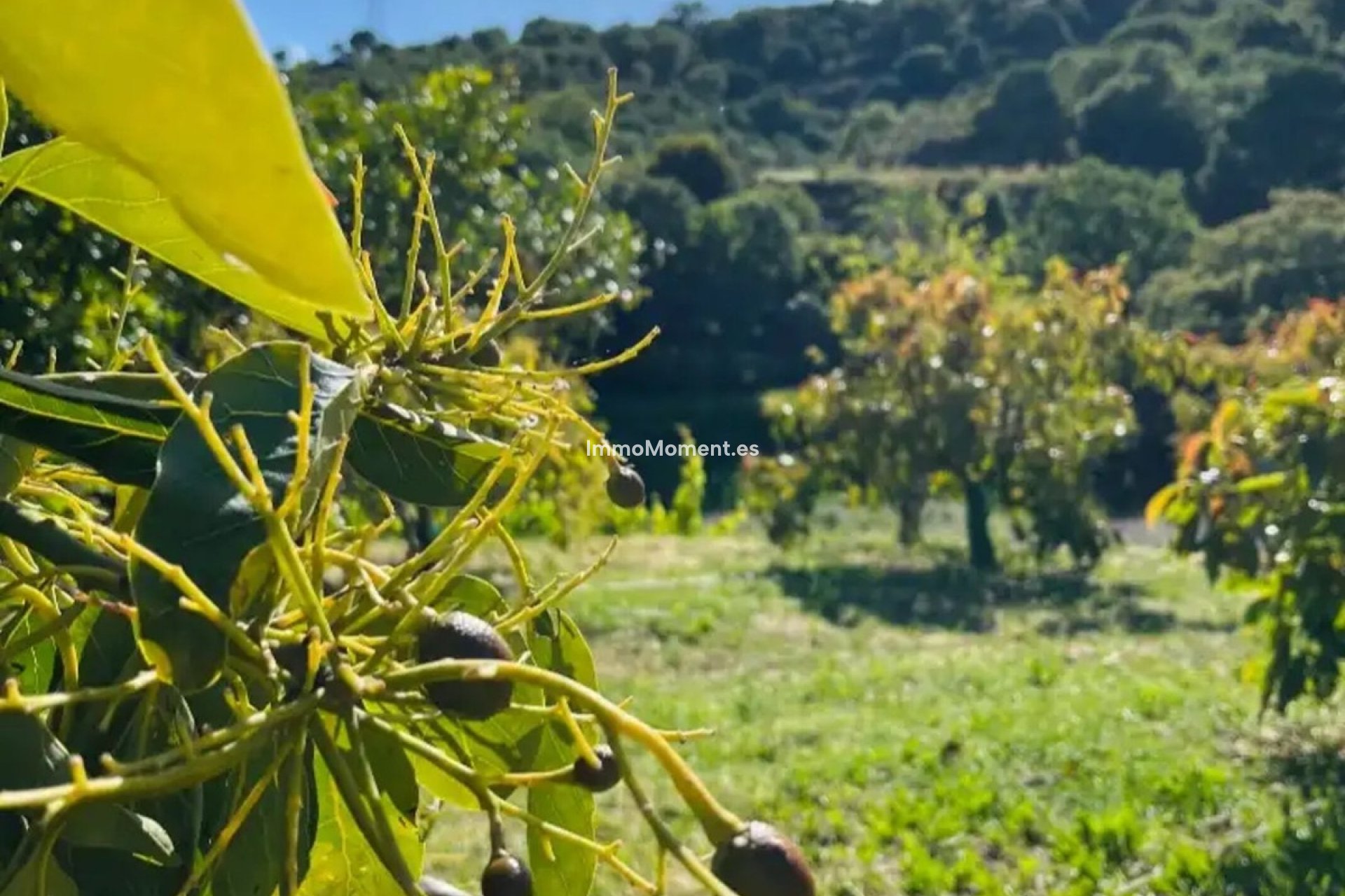 Reventa - Casa de campo - Estepona  - Estepona Centro