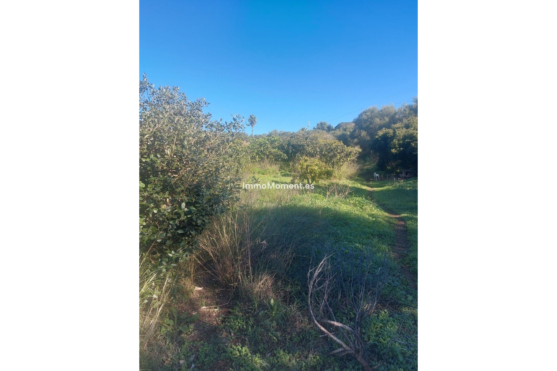 Reventa - Casa de campo - Estepona  - Estepona Centro