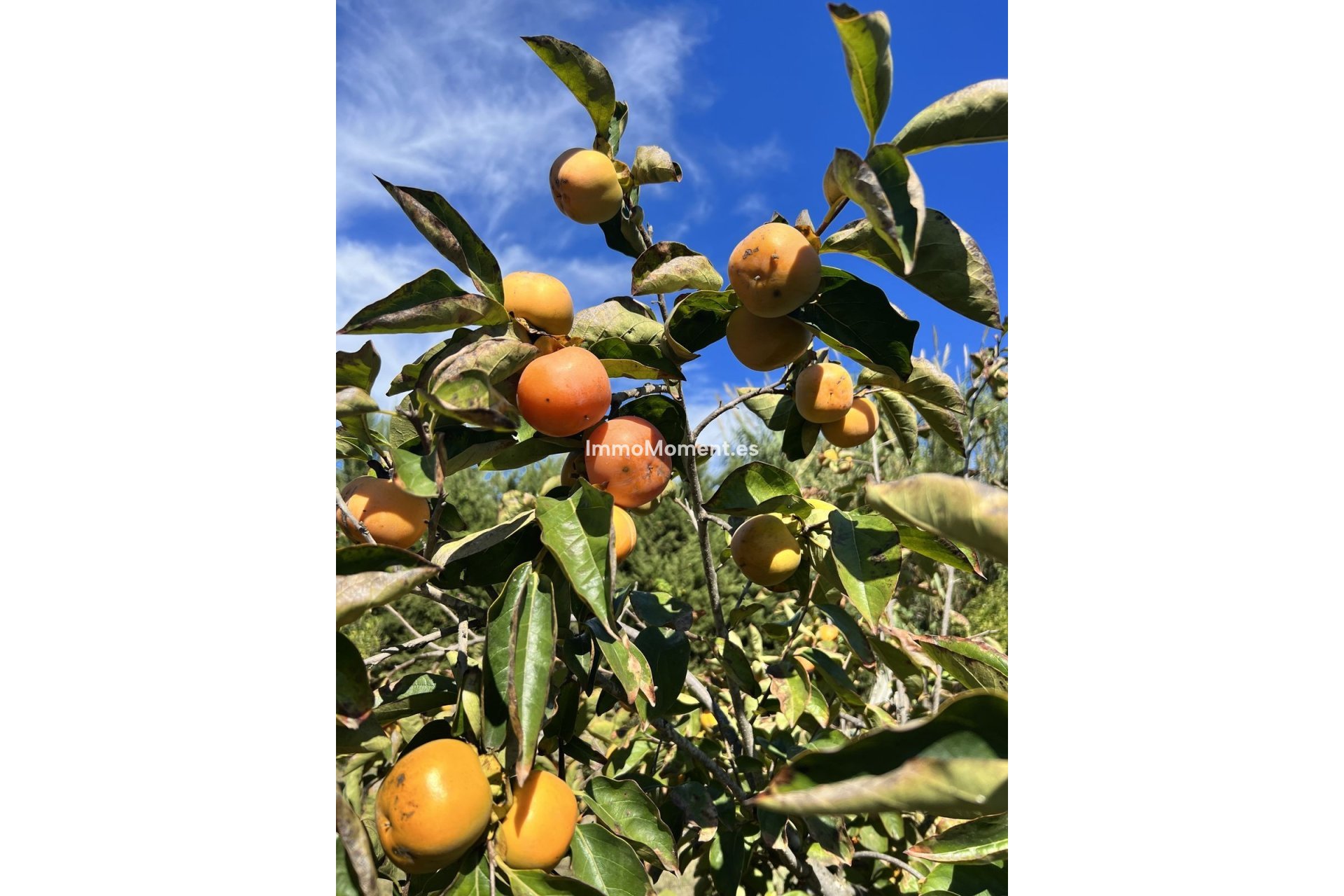 Reventa - Casa de campo - Estepona  - New Golden Mile