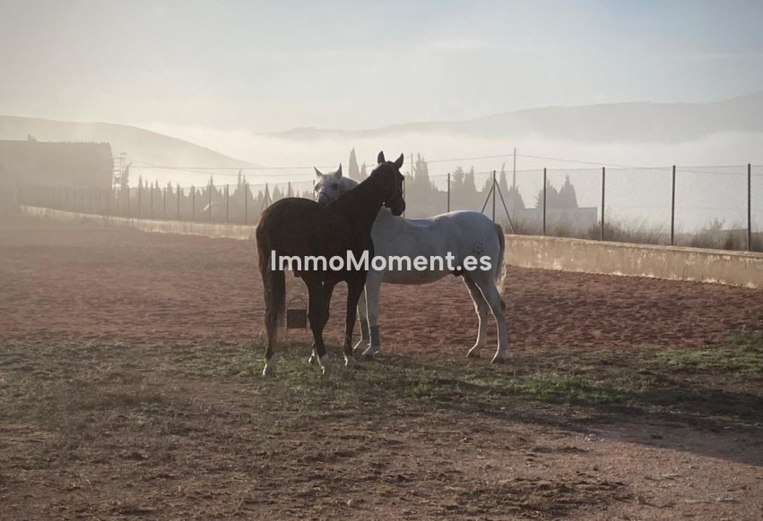 Reventa - Casa de campo - Jumilla - Torre Del Rico