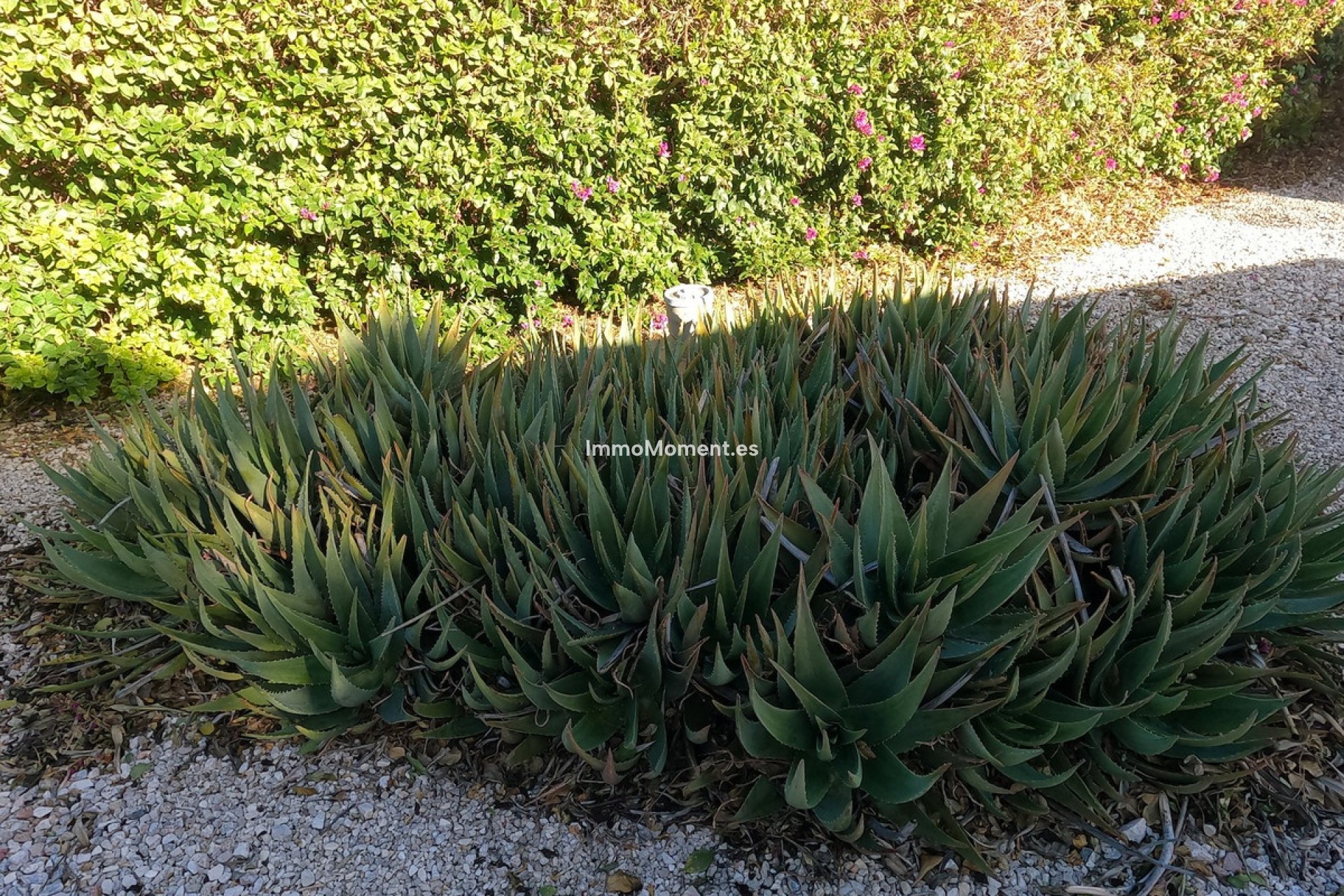 Reventa - Casa de campo - Orihuela - Orihuela Centro