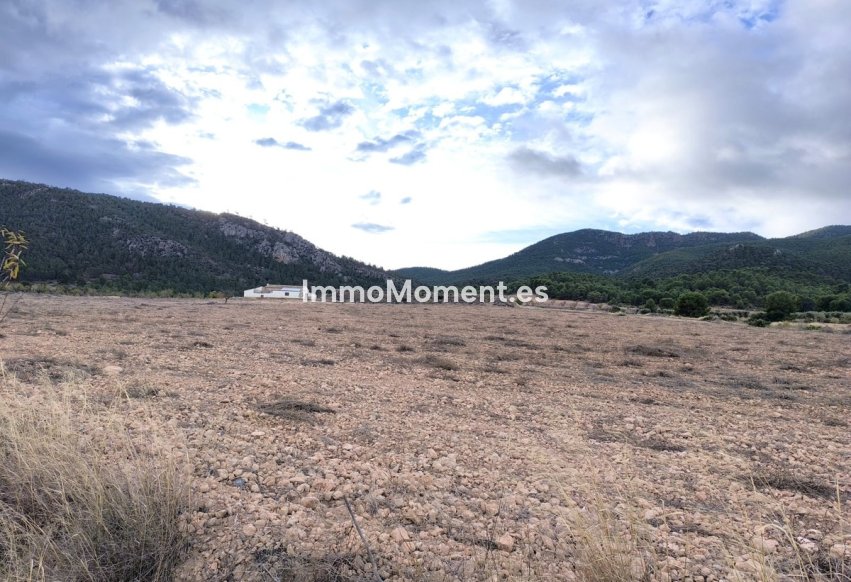 Reventa - Casa de campo - Yecla - Yecla Centro