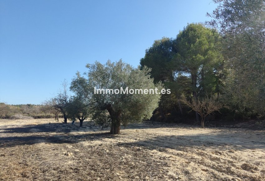 Reventa - Parcela - Orihuela - Torremendo