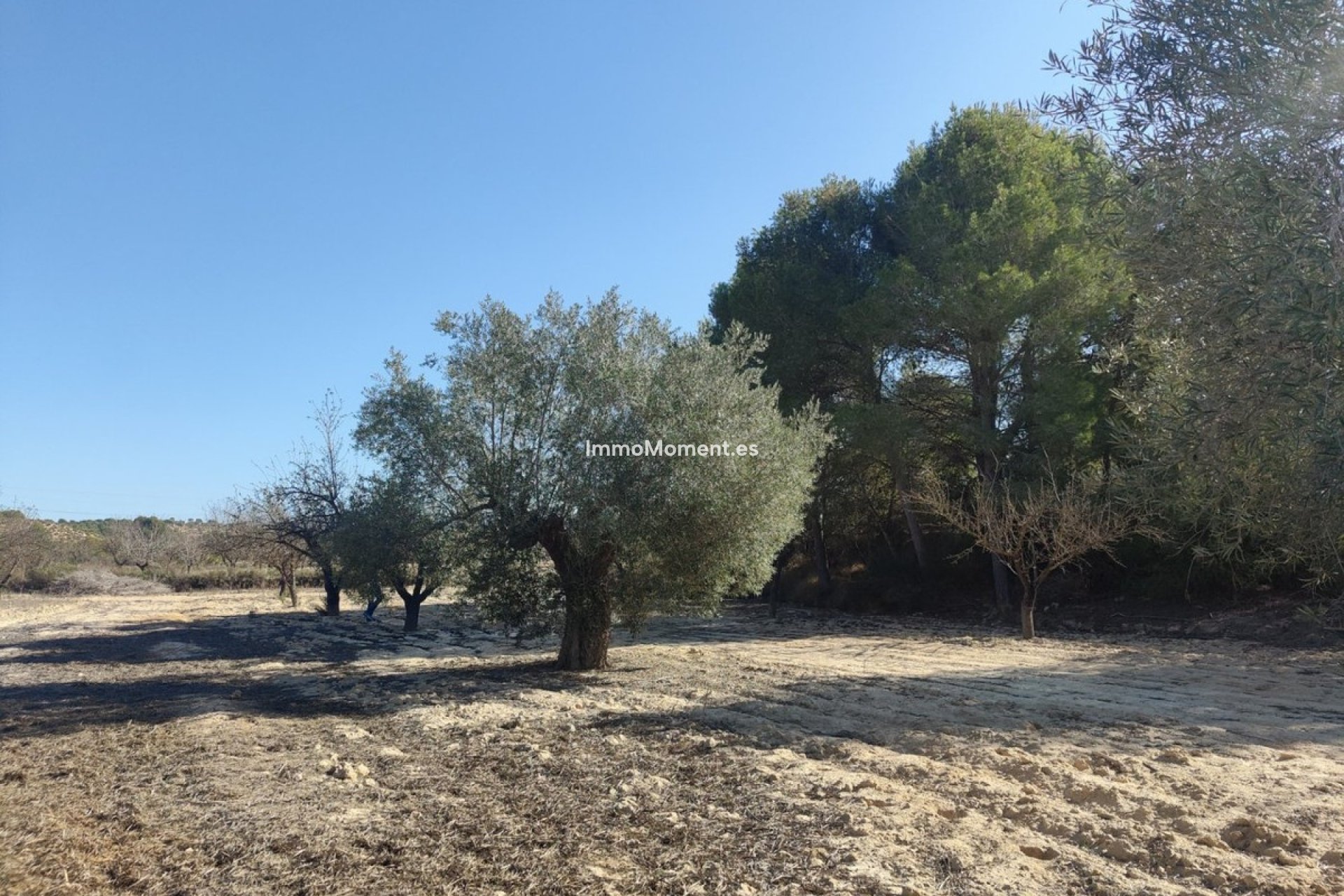 Reventa - Terreno - Orihuela - Torremendo
