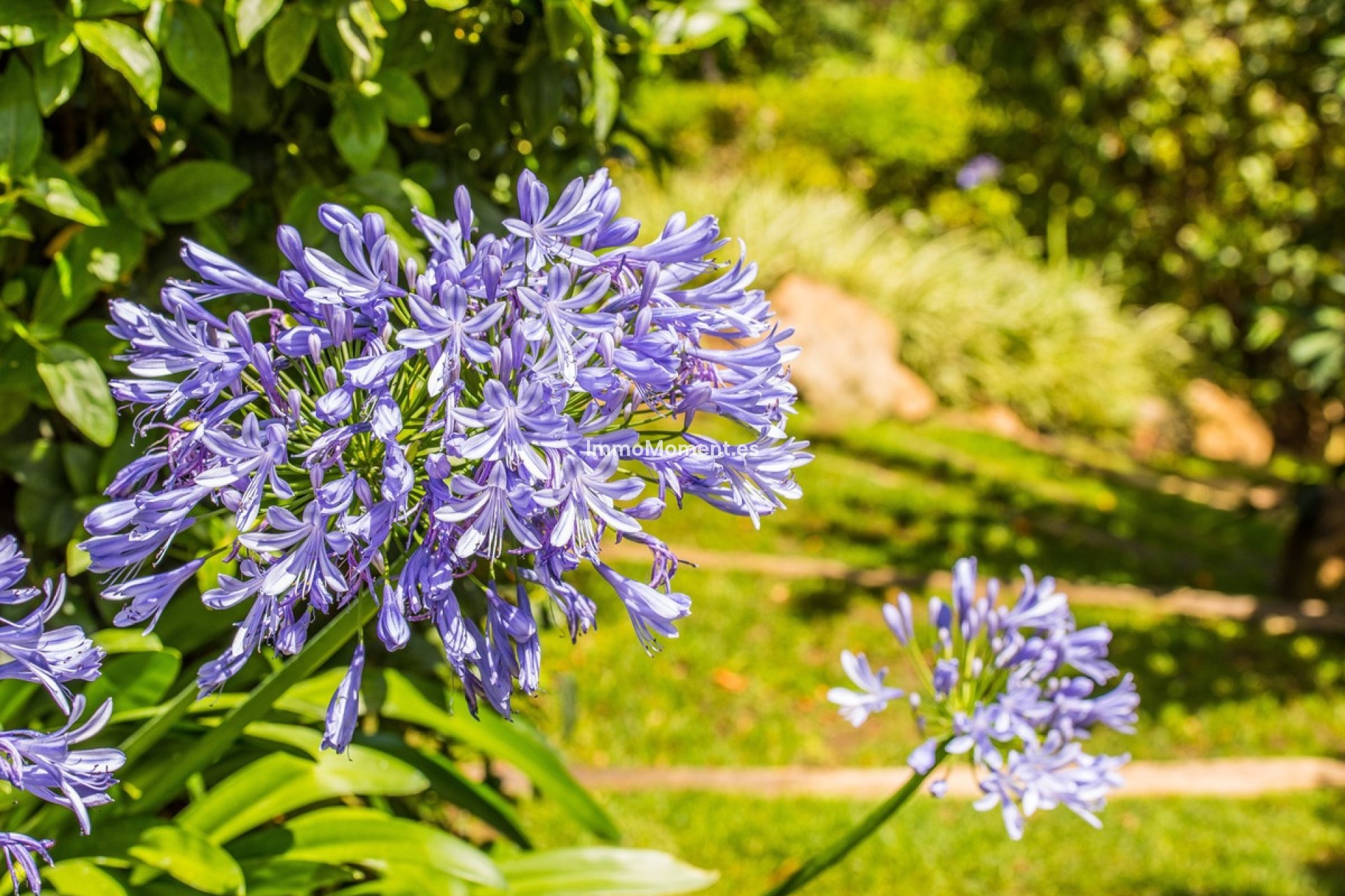 Reventa - Villa - Benahavís - La Zagaleta