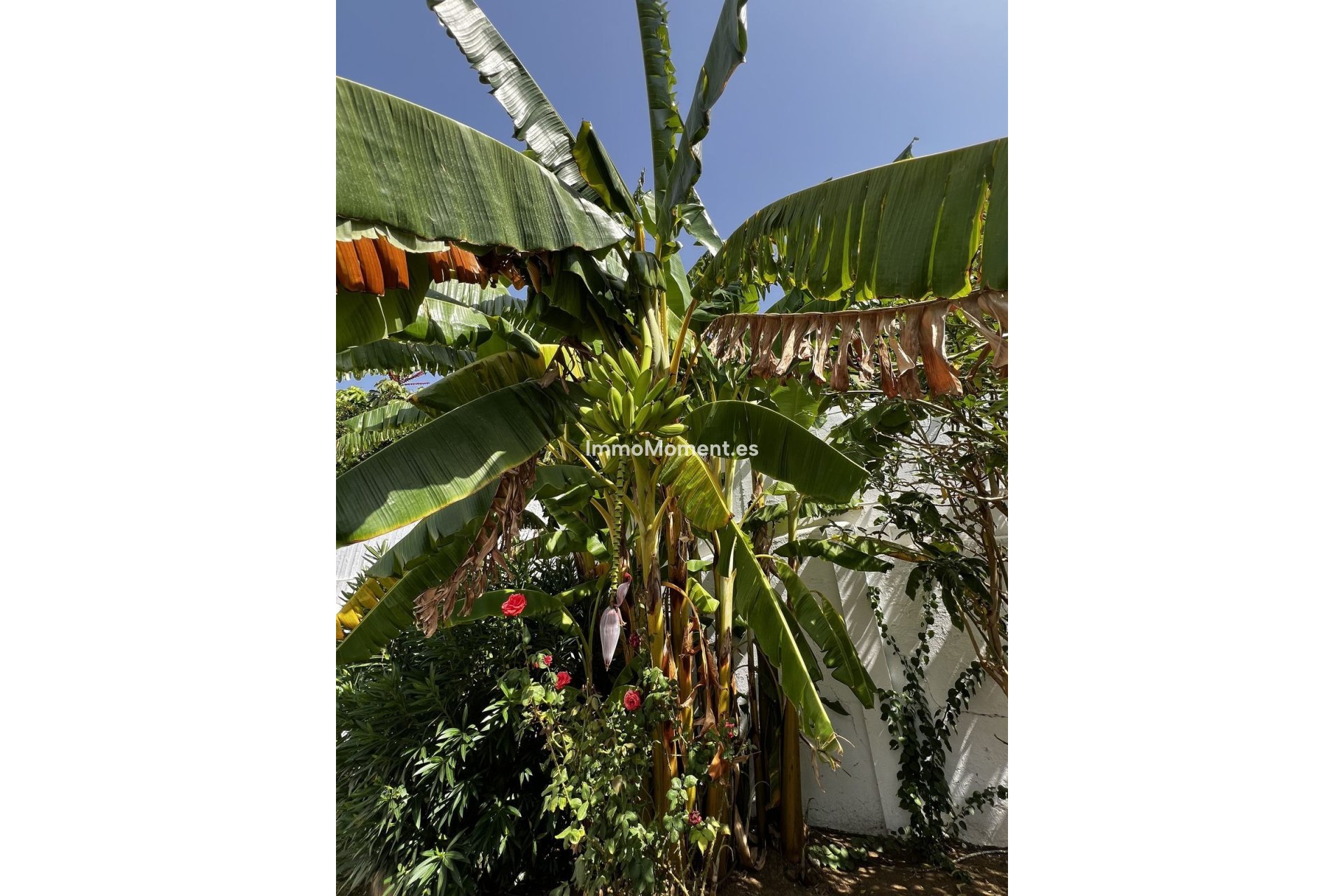 Reventa - Villa - Estepona  - Estepona Centro