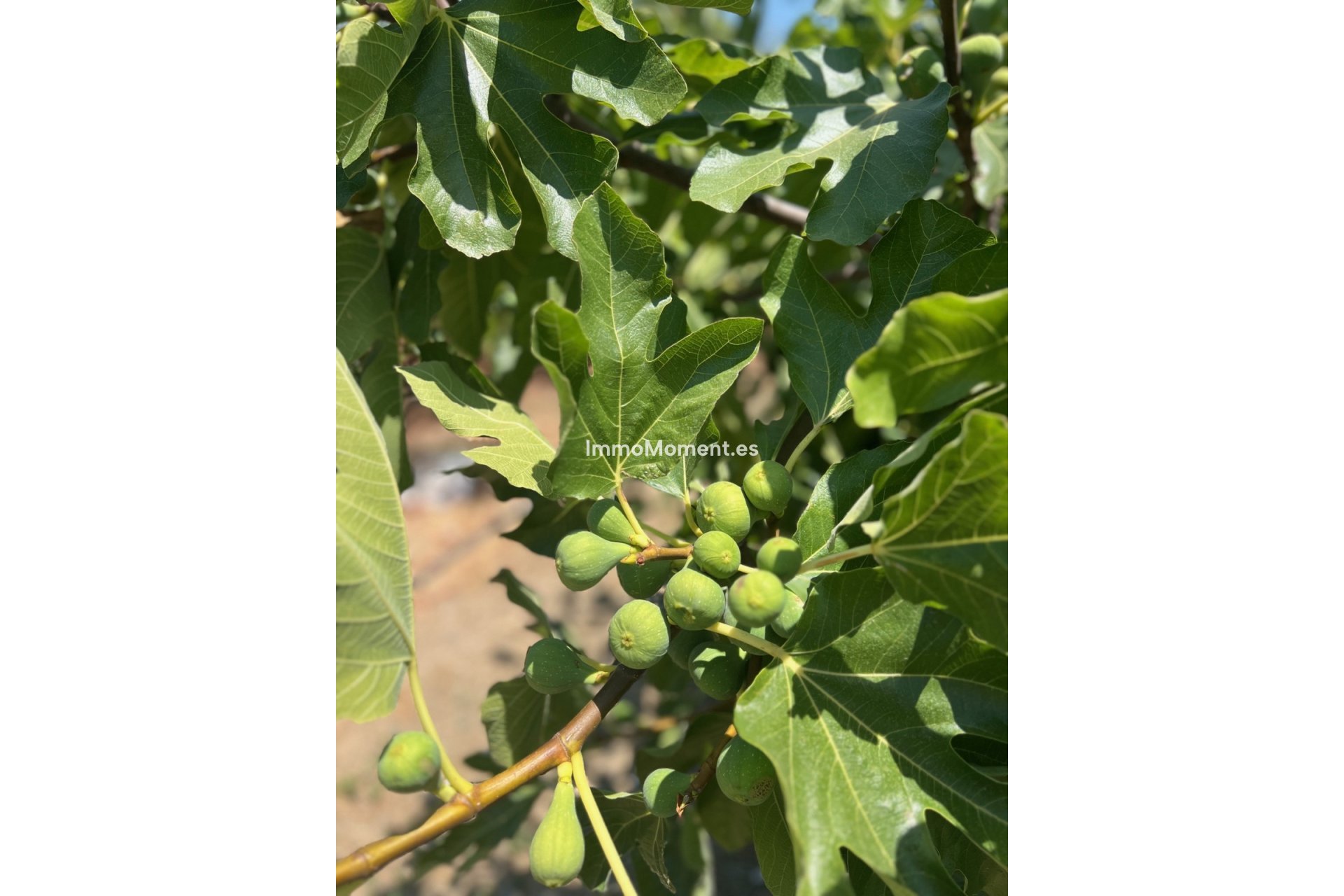 Reventa - Villa - Estepona  - Estepona Centro