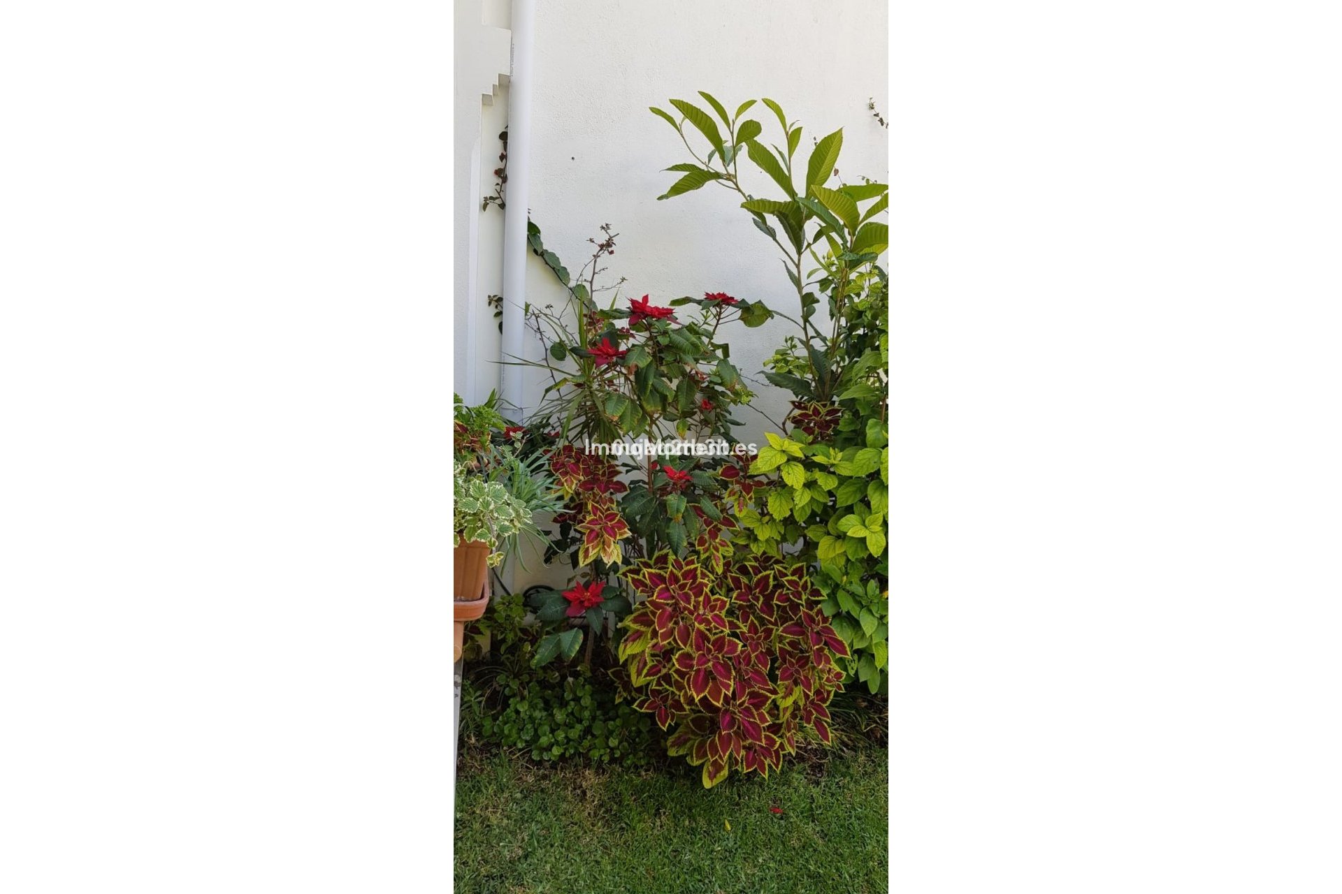 Reventa - Villa - Estepona  - New Golden Mile