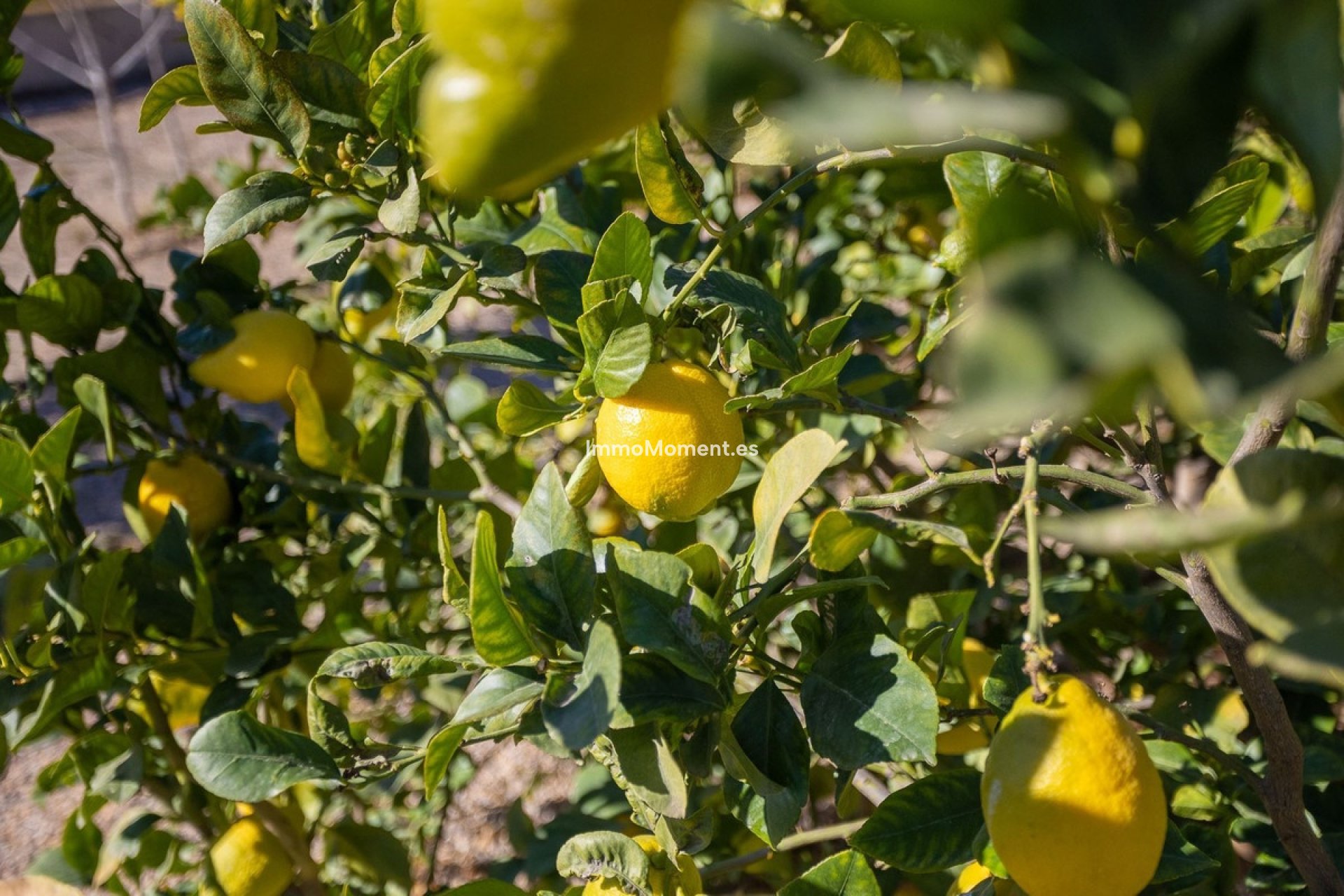 Reventa - Villa - Murcia - Corvera