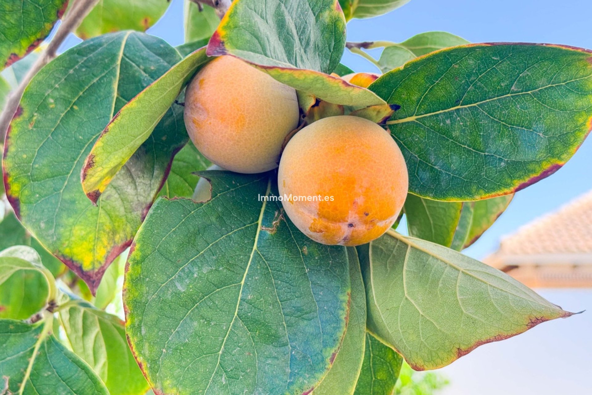 Reventa - Villa - San Fulgencio - San Fulgencio Centro