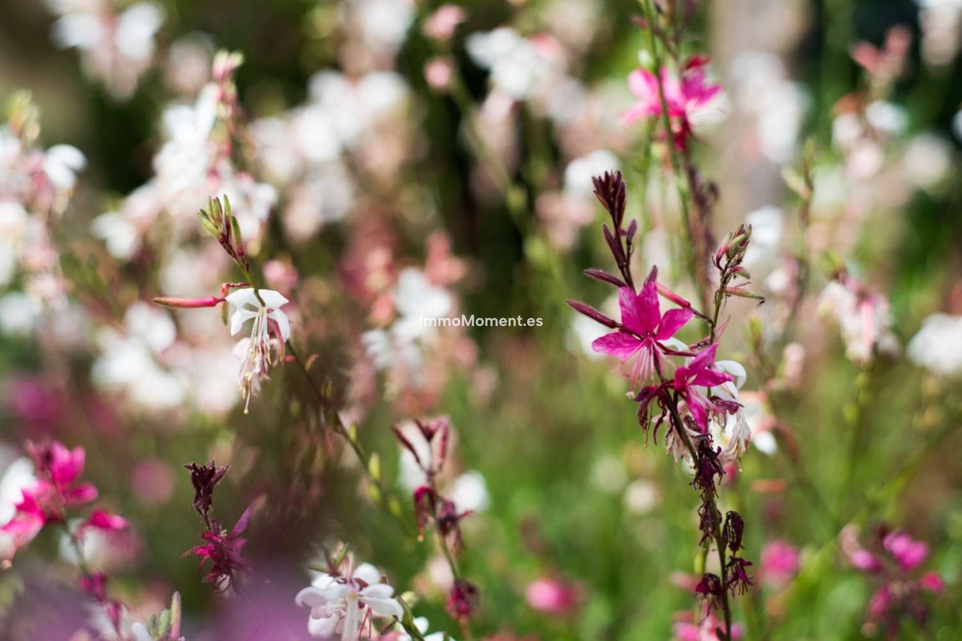 Revente - Appartement - Benalmadena - Benalmadena Centro