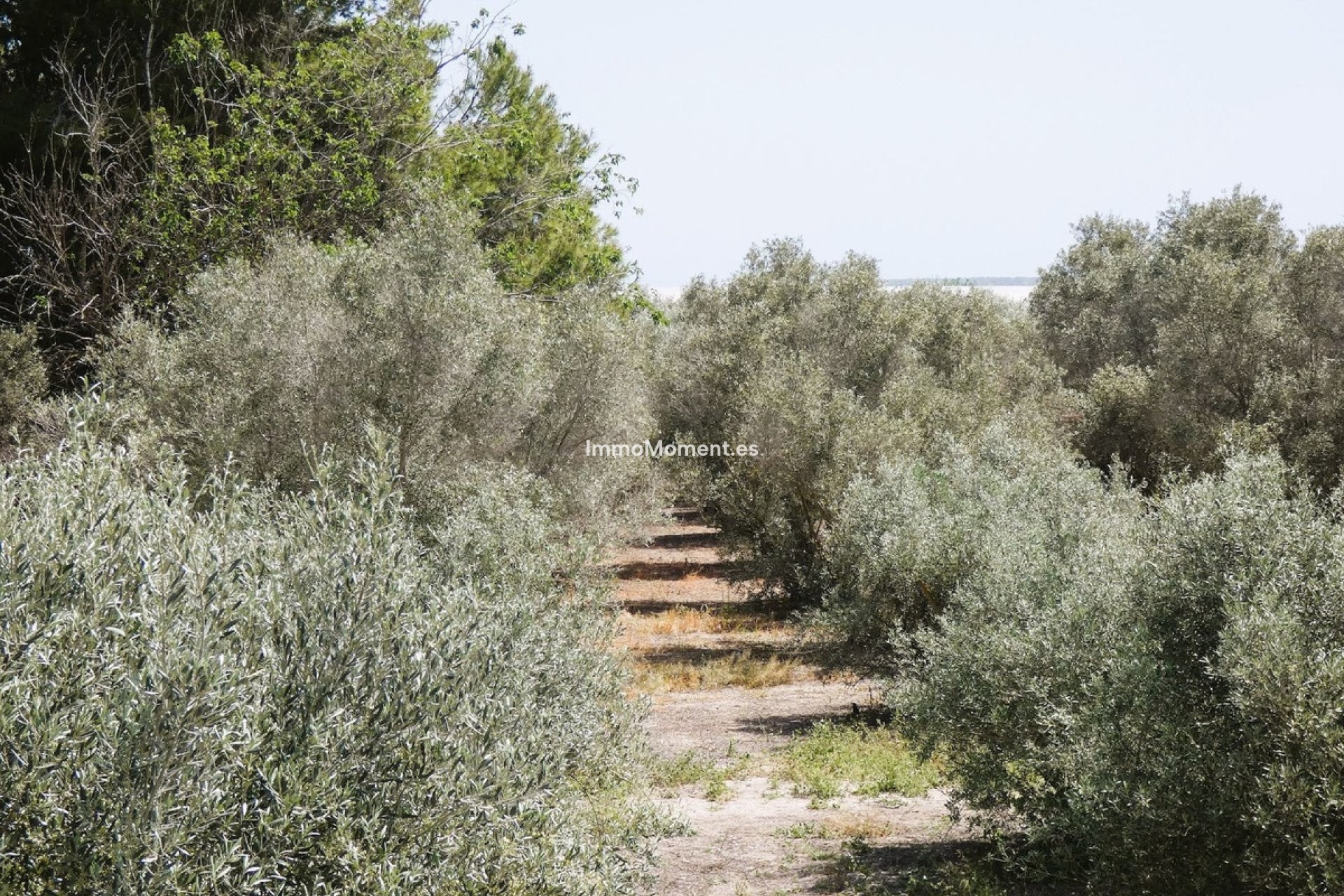 Revente - Maison de campagne - Dolores - Dolores Centro