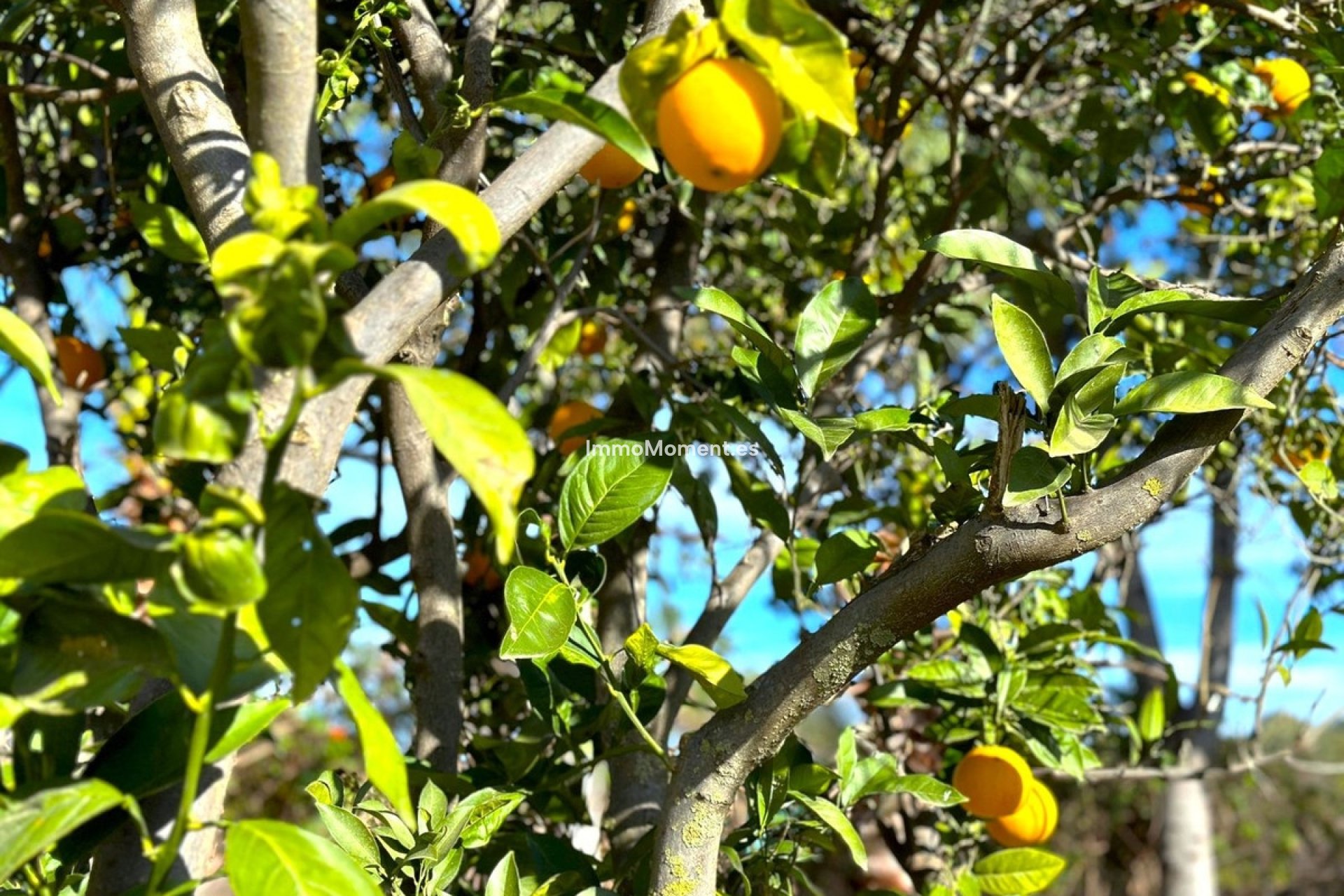 Revente - Maison de campagne - Estepona  - Estepona Centro
