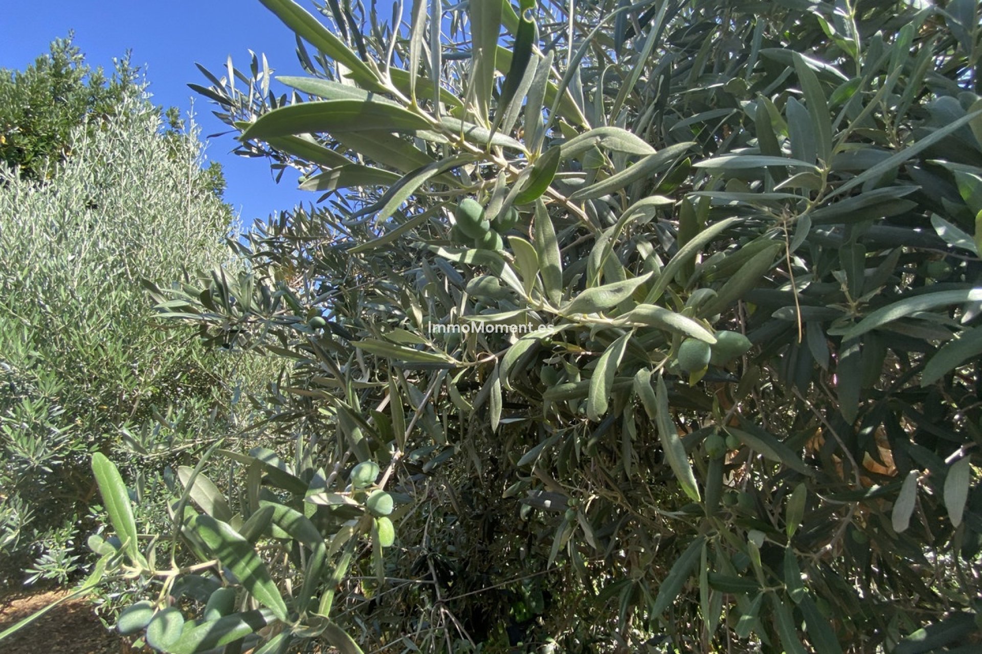 Revente - Maison de campagne - Estepona  - Estepona Centro