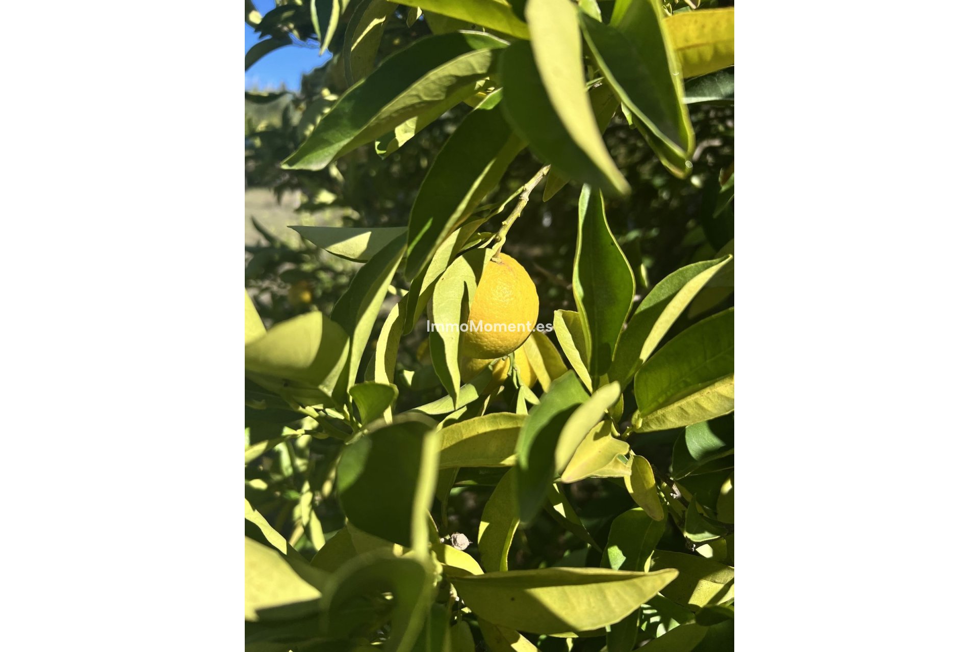 Revente - Maison de campagne - Estepona  - New Golden Mile