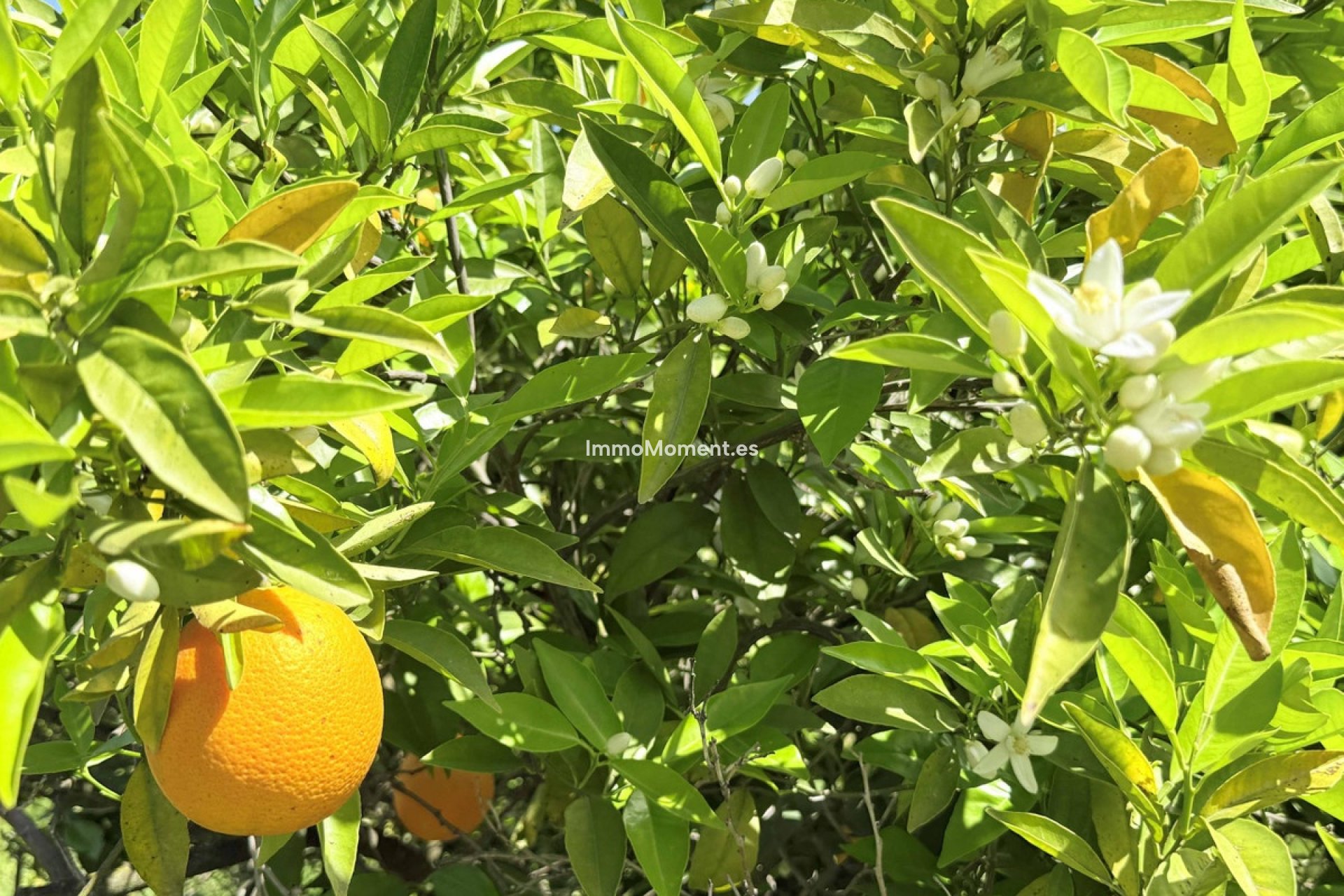 Revente - Maison de campagne - Intérieur                       - Coín