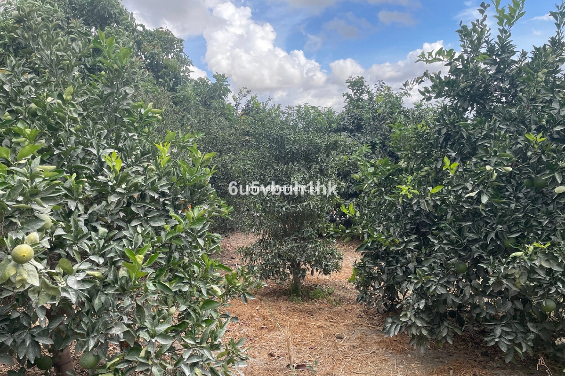 Revente - Maison de campagne - Intérieur                       - Coín