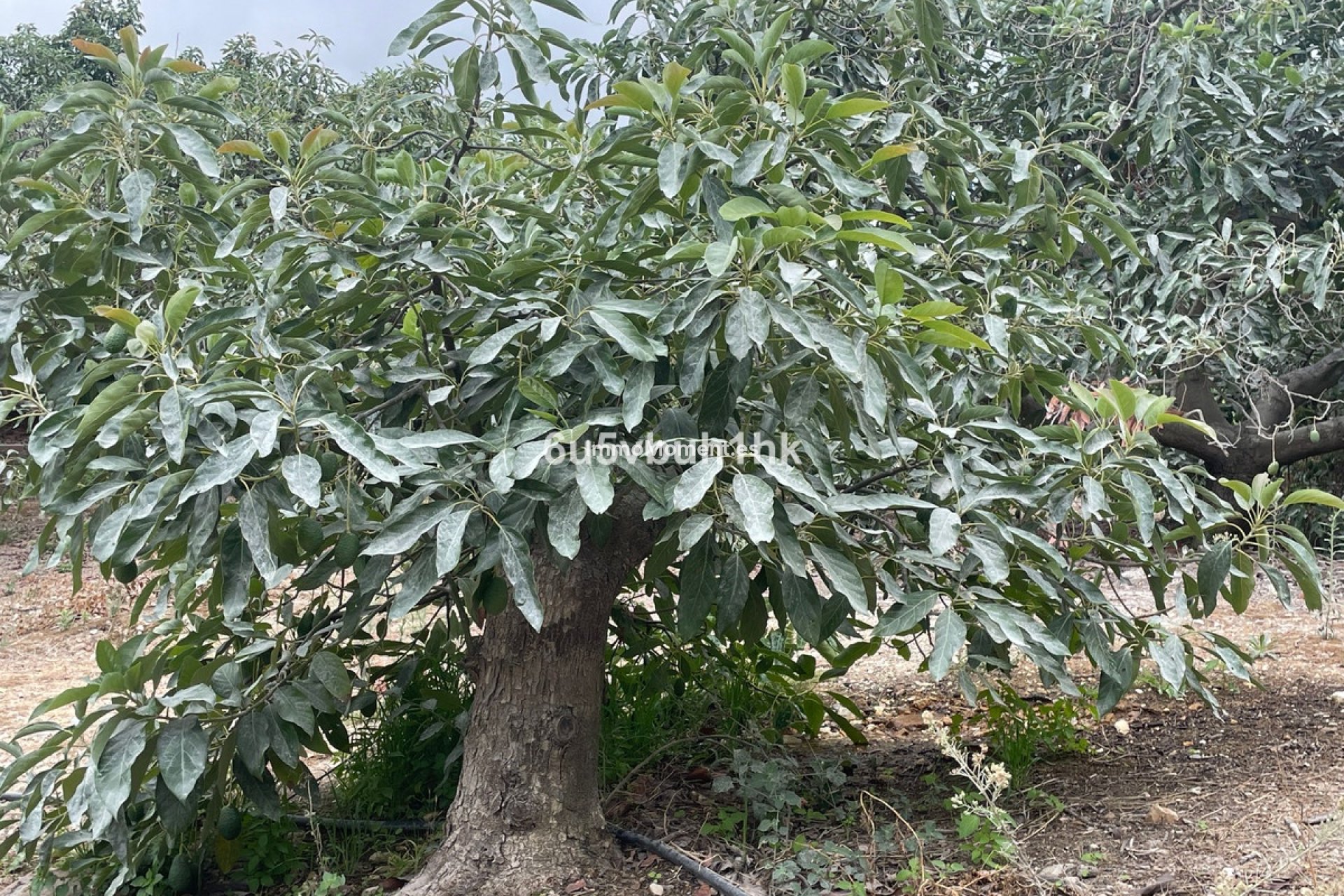 Revente - Maison de campagne - Intérieur                       - Coín