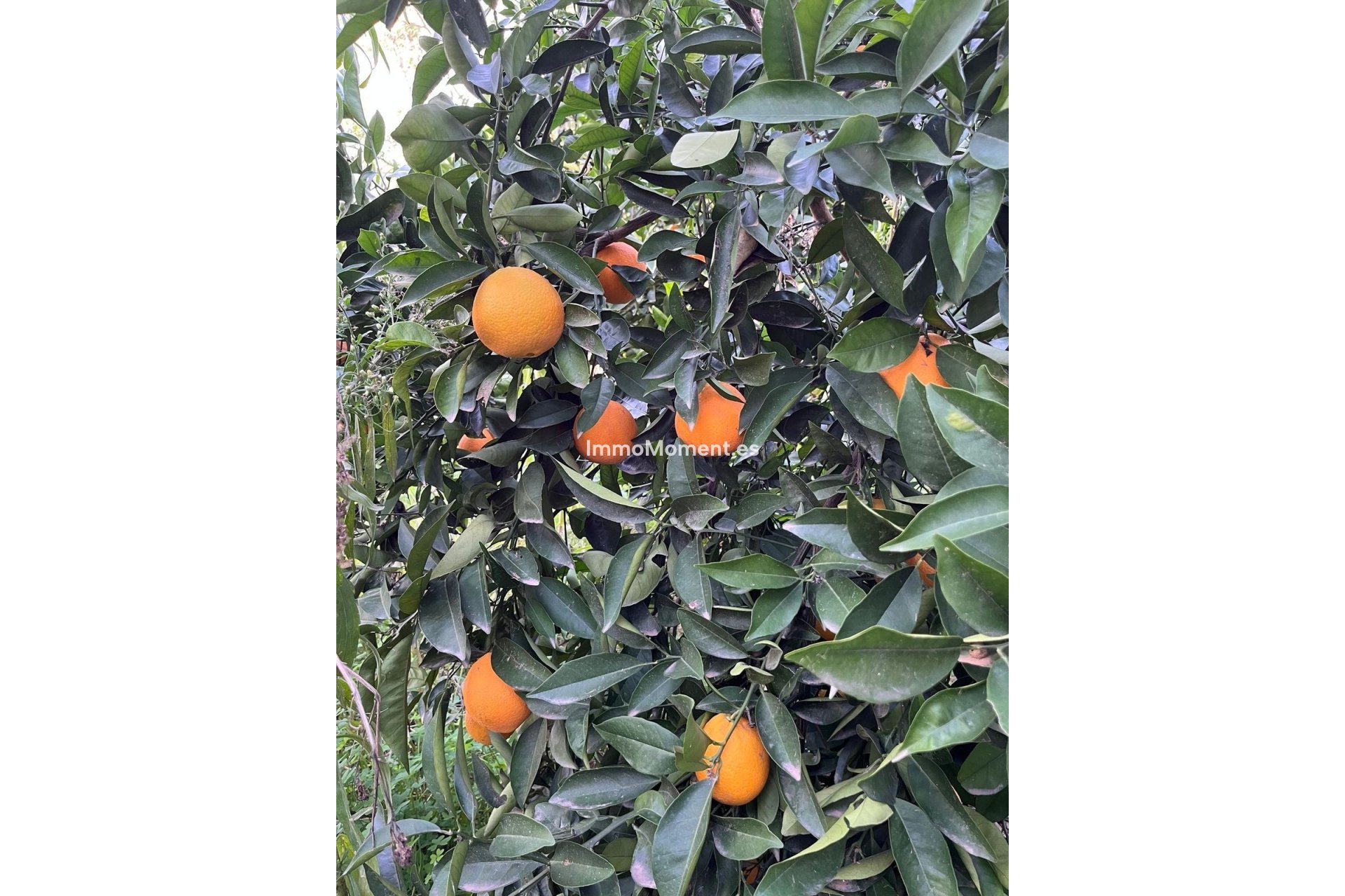 Revente - Maison de campagne - Málaga - Campanillas