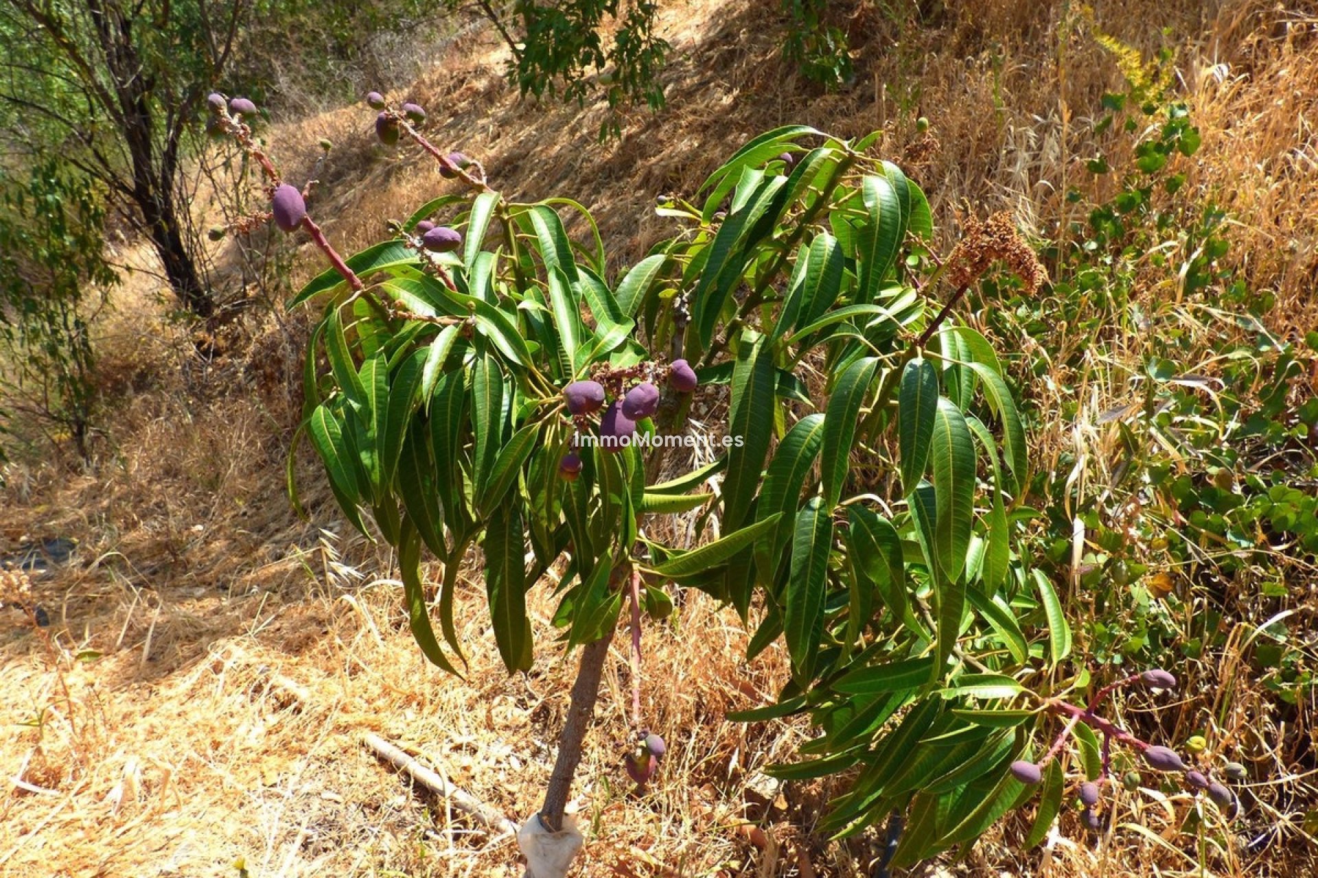 Revente - Maison de campagne - Mijas - Mijas Costa