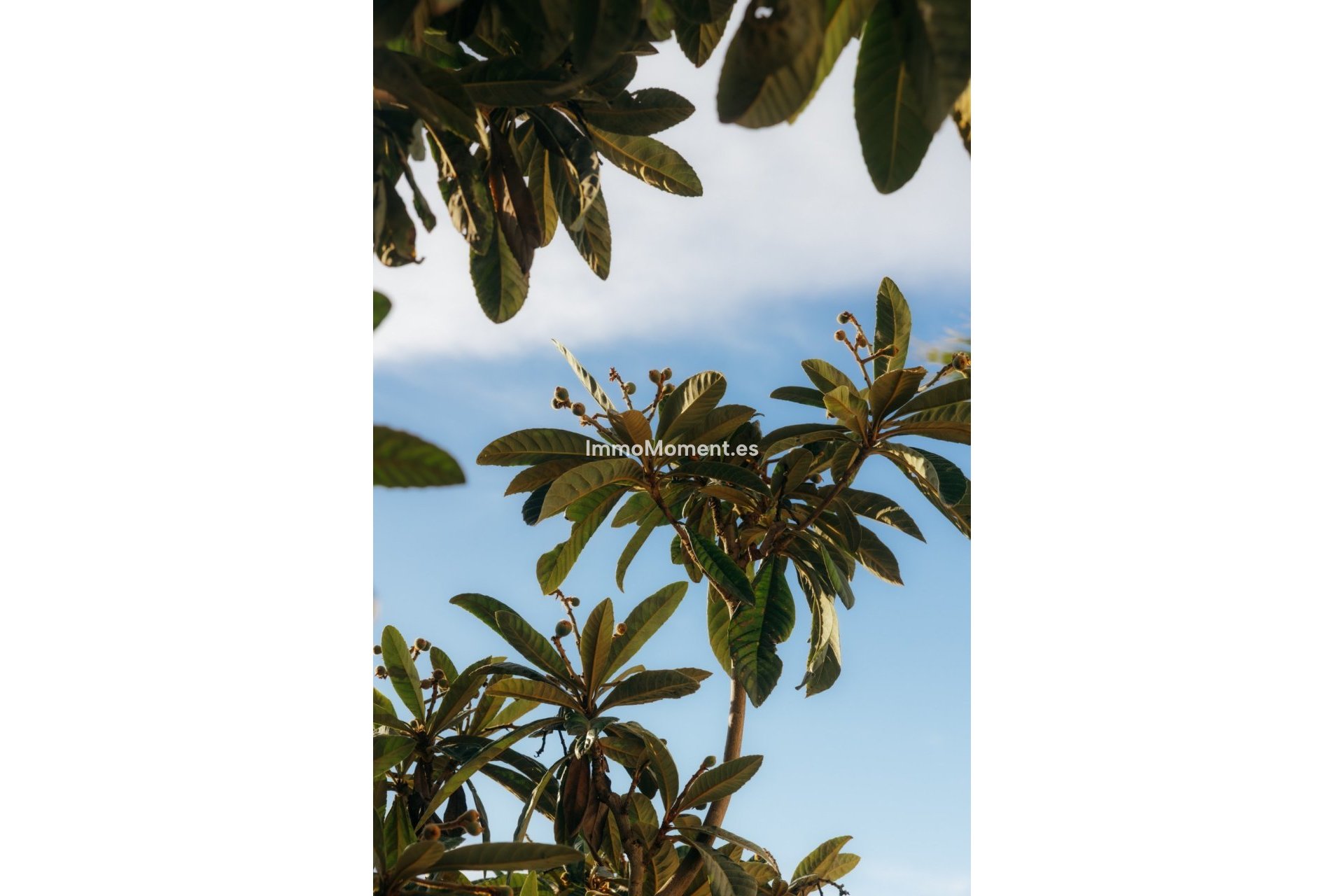 Revente - Maison mitoyenne - Estepona  - Atalaya